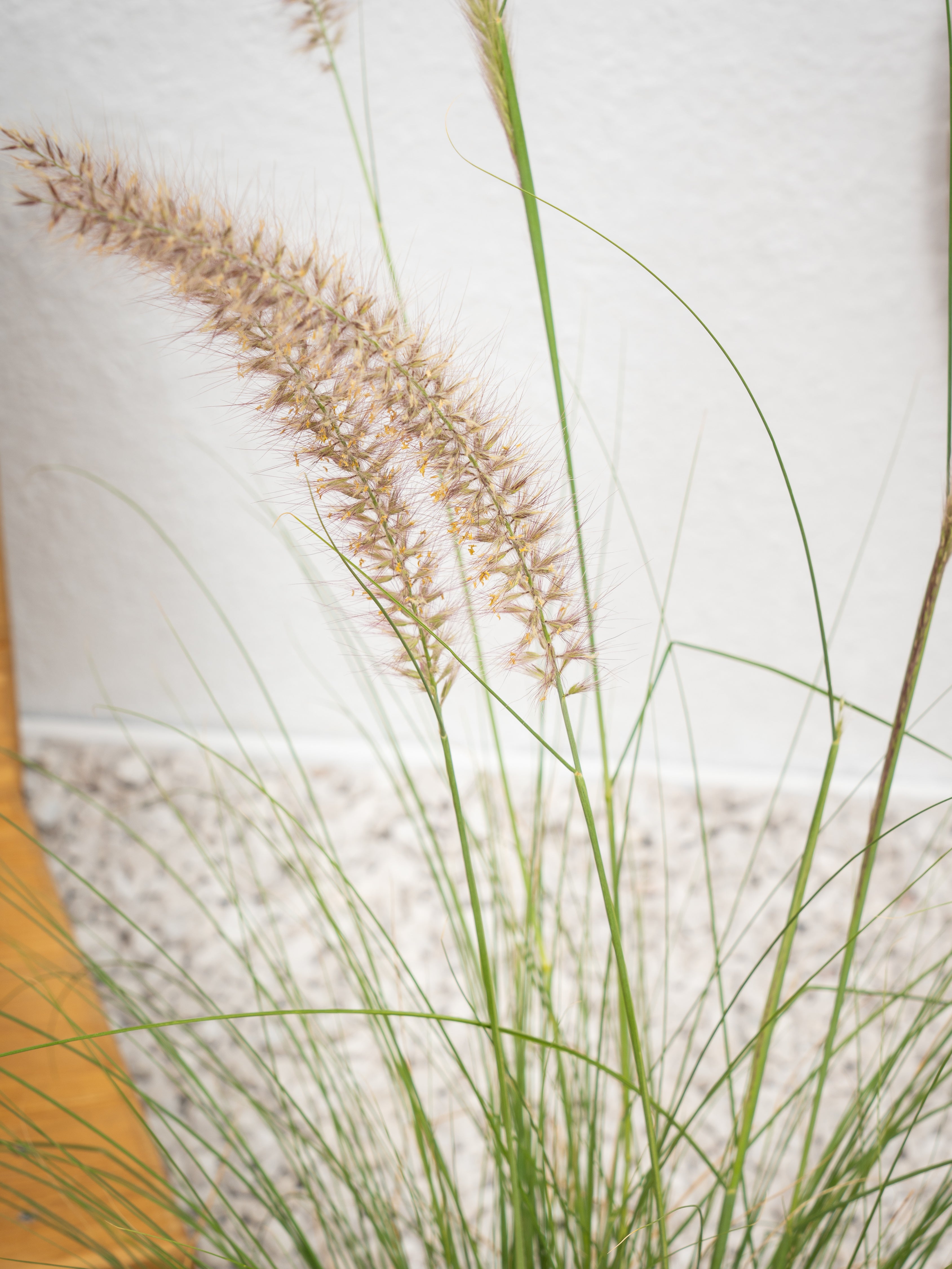 Green Fountain Grass