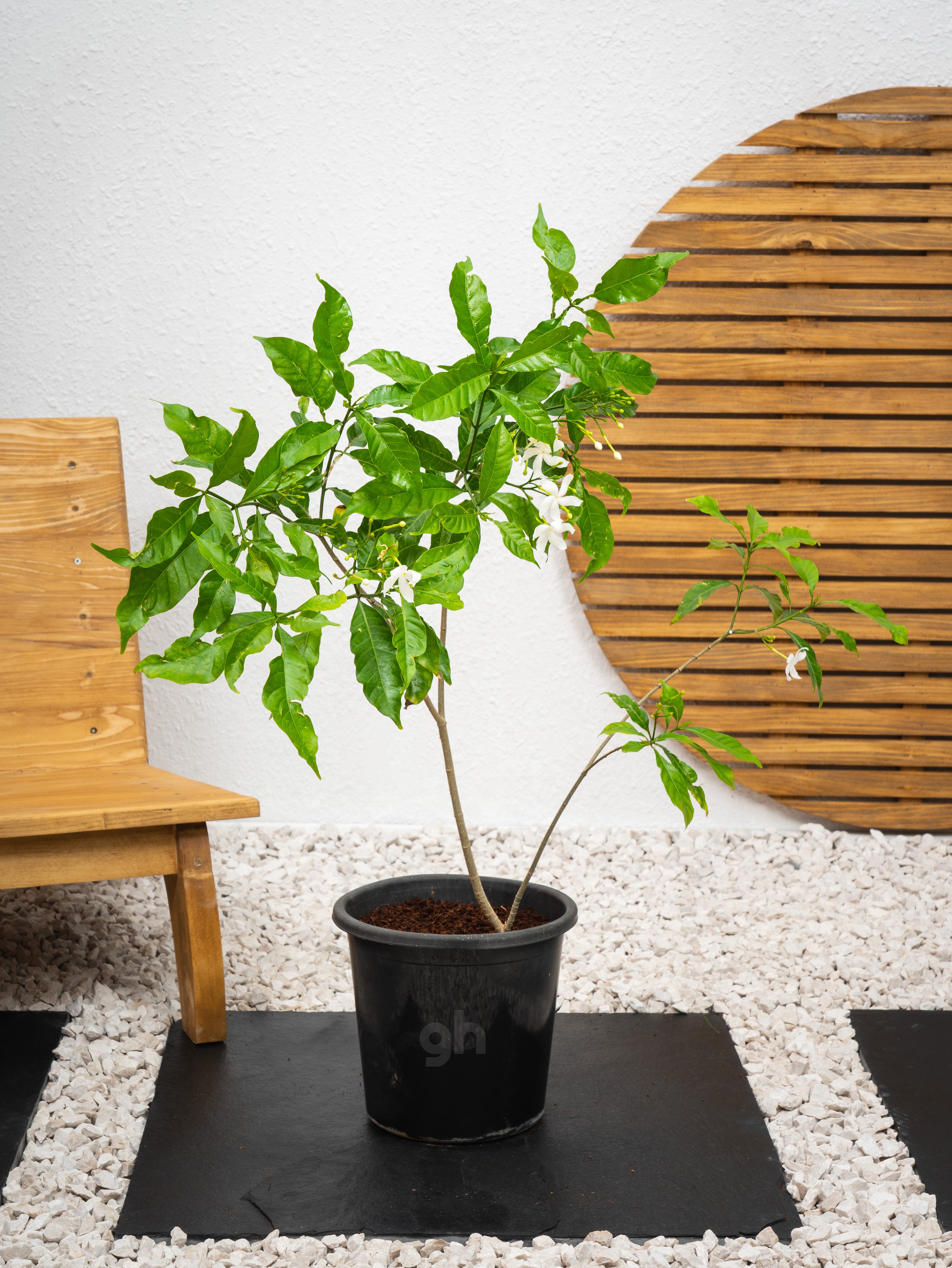 Crepe Jasmine