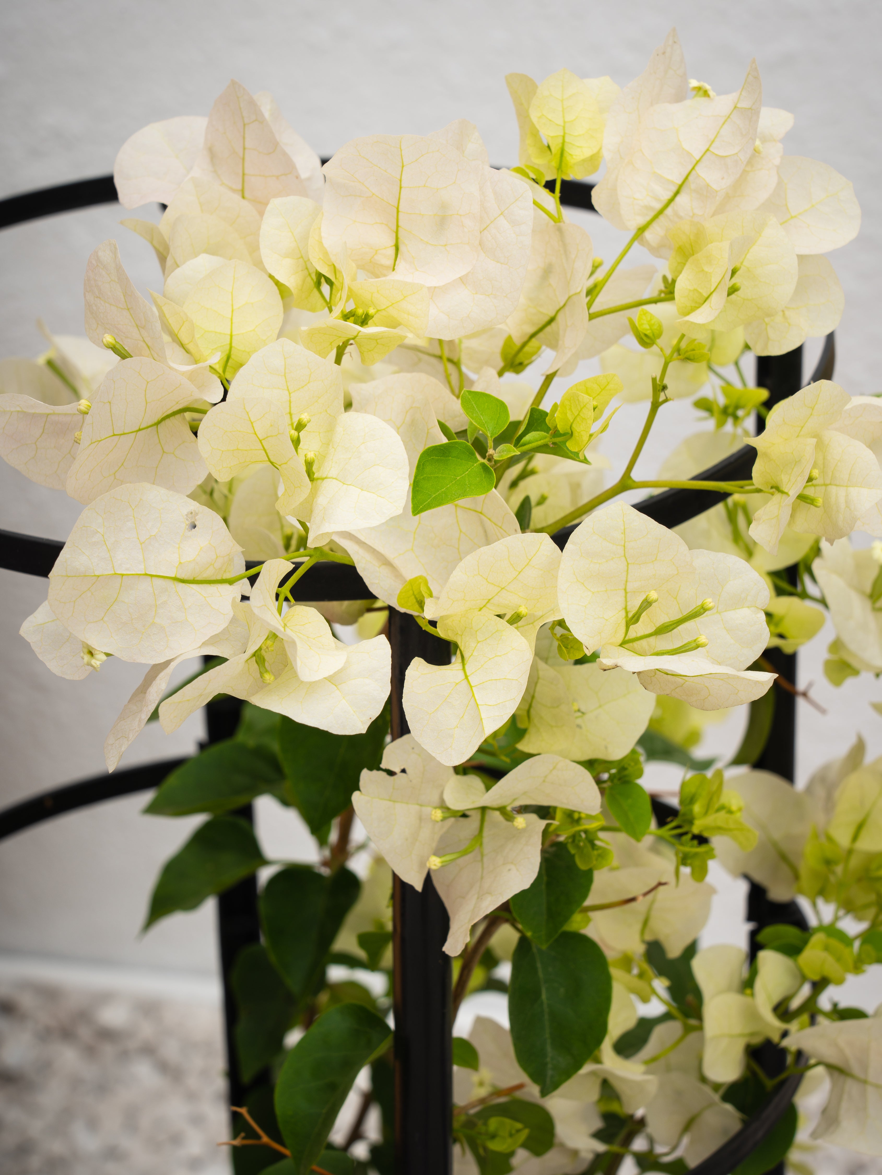 Bougainvillea Plant Bundle