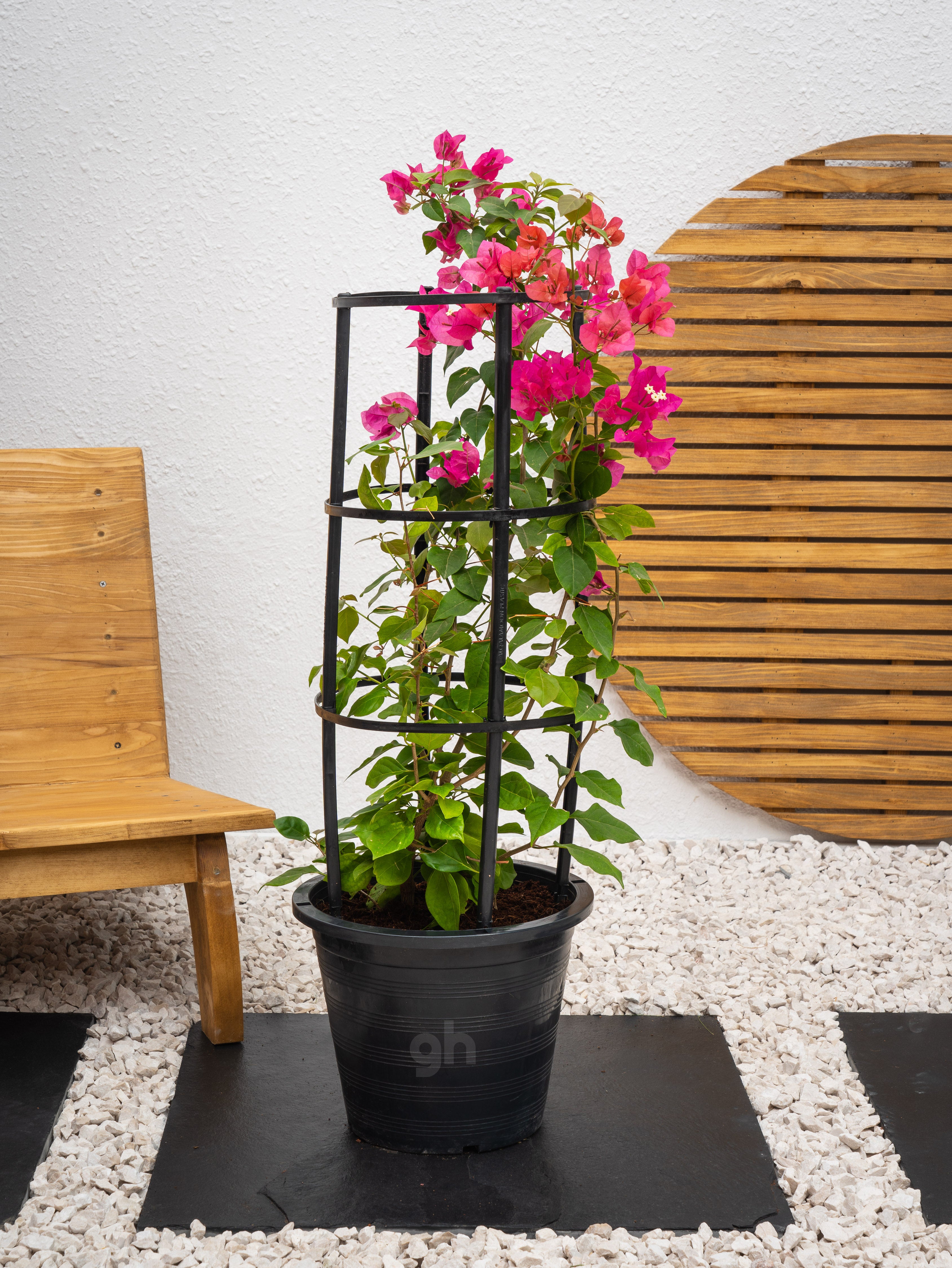 Bougainvillea