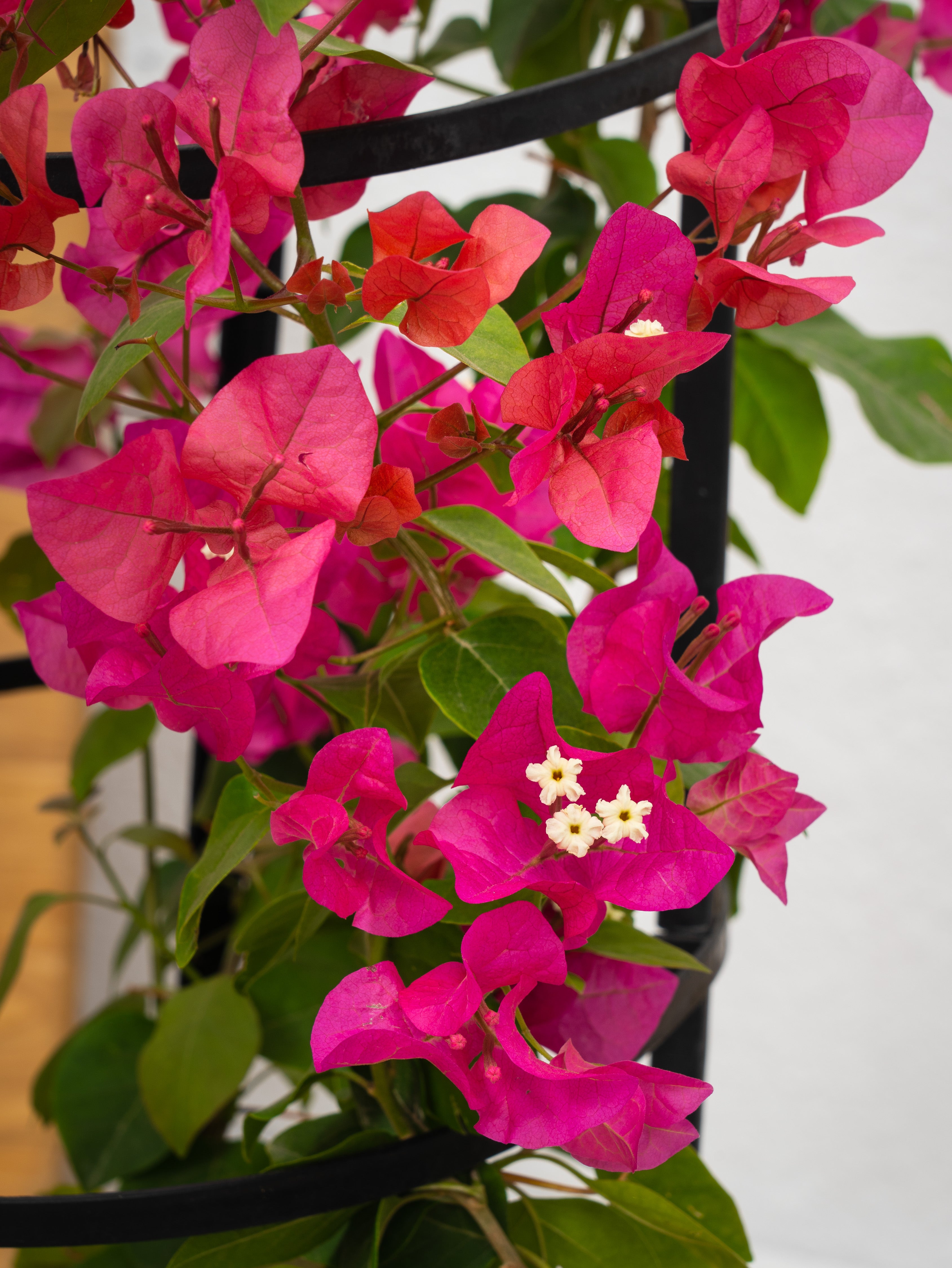Bougainvillea Plant Bundle