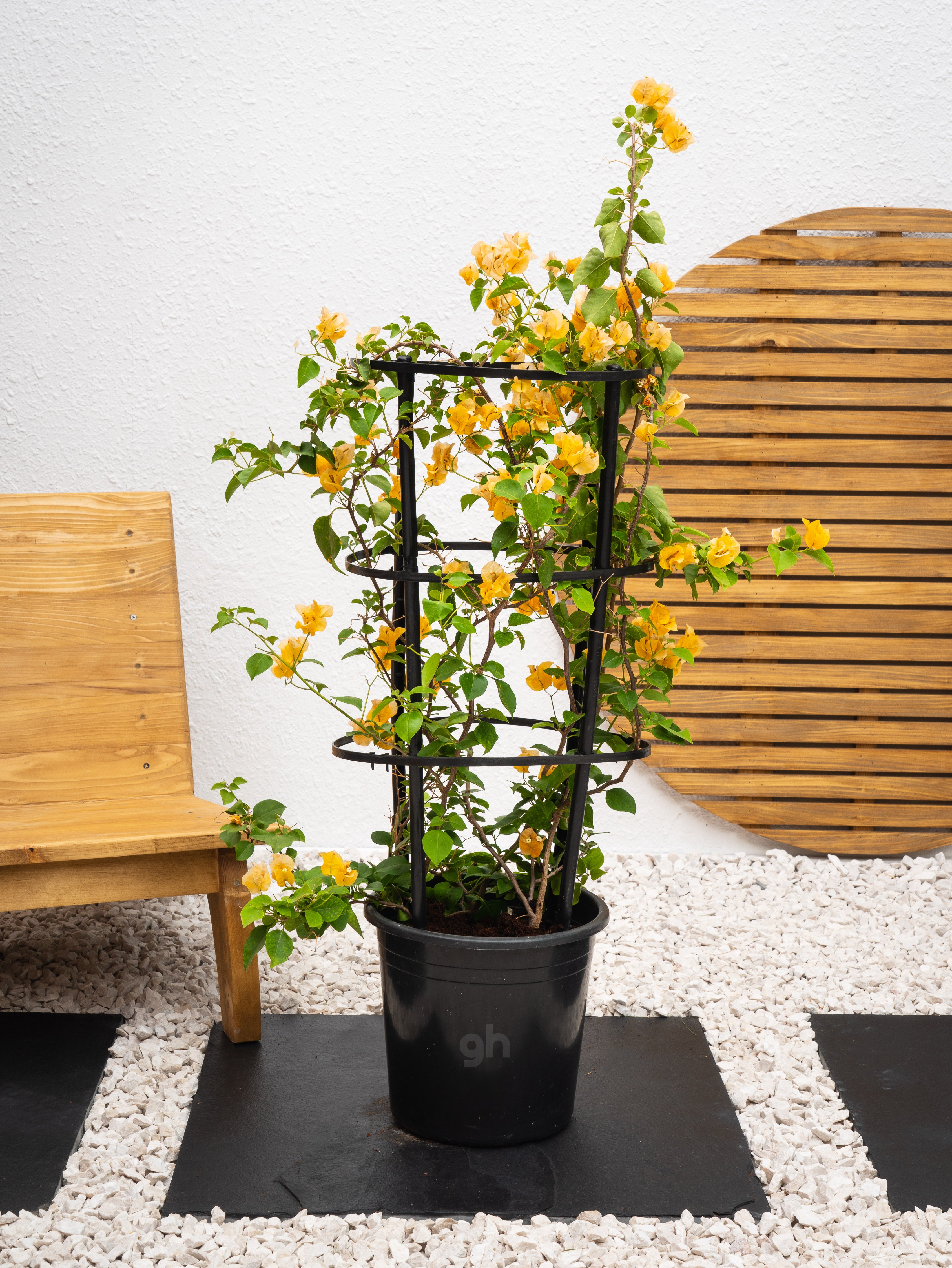Bougainvillea Plant Bundle