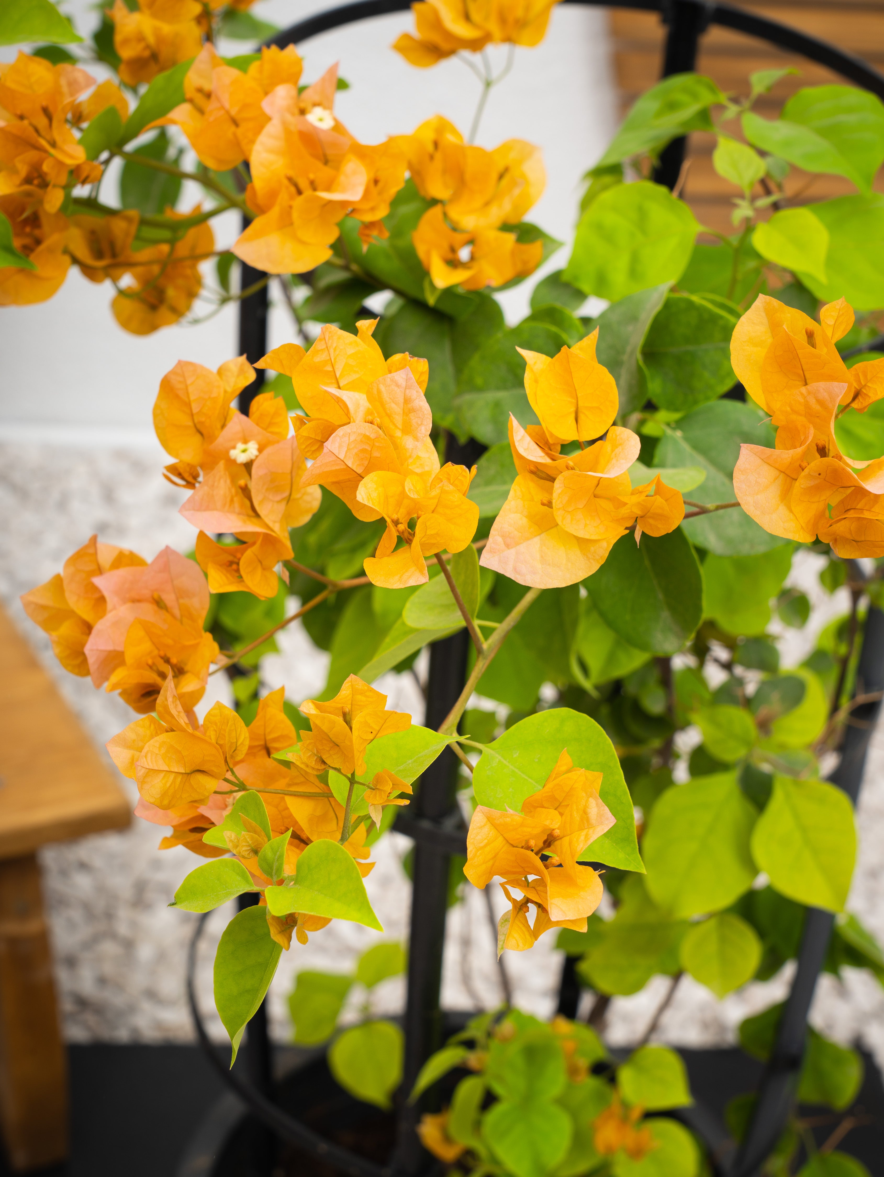 Bougainvillea Plant Bundle