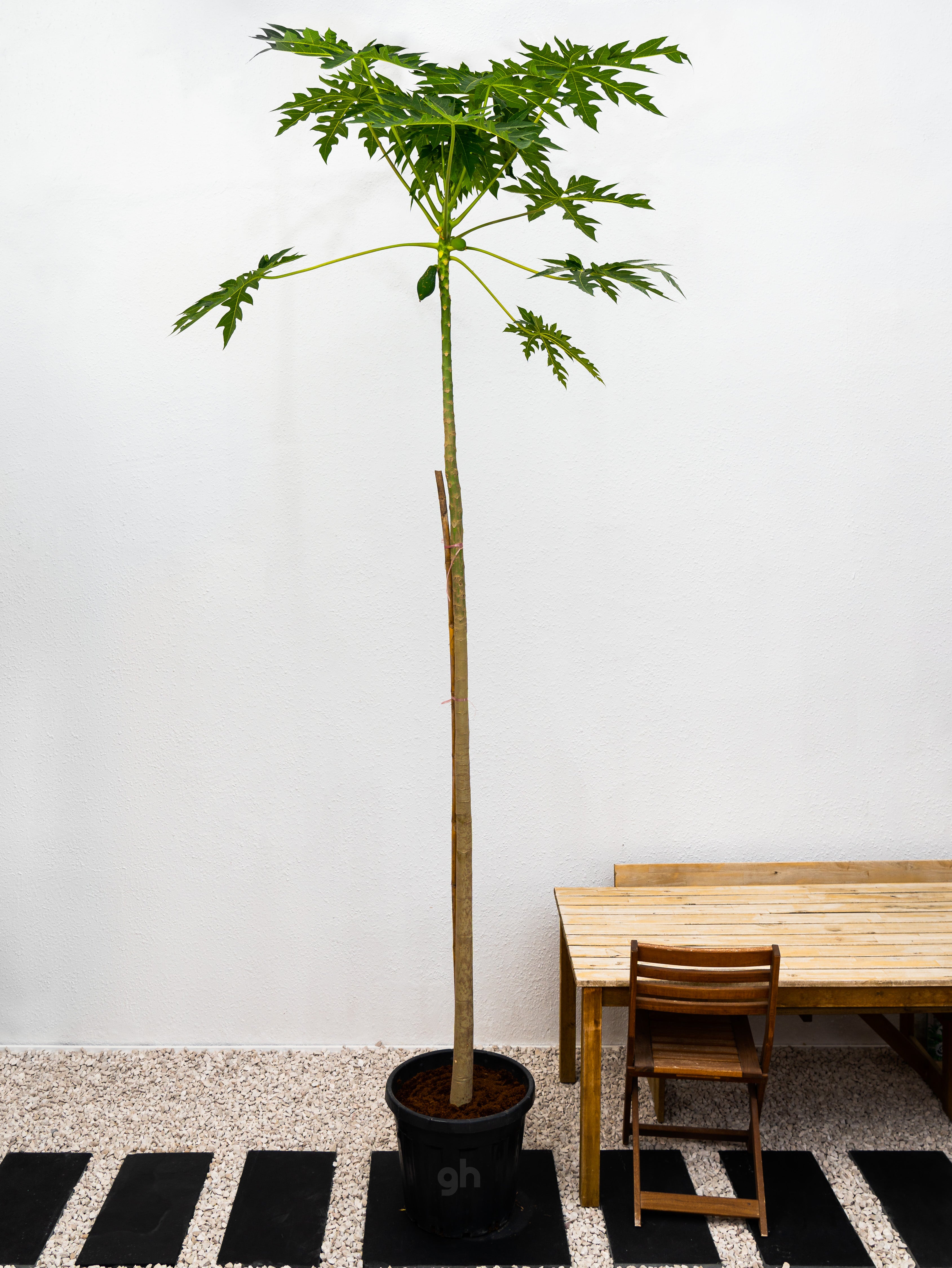 Papaya Tree