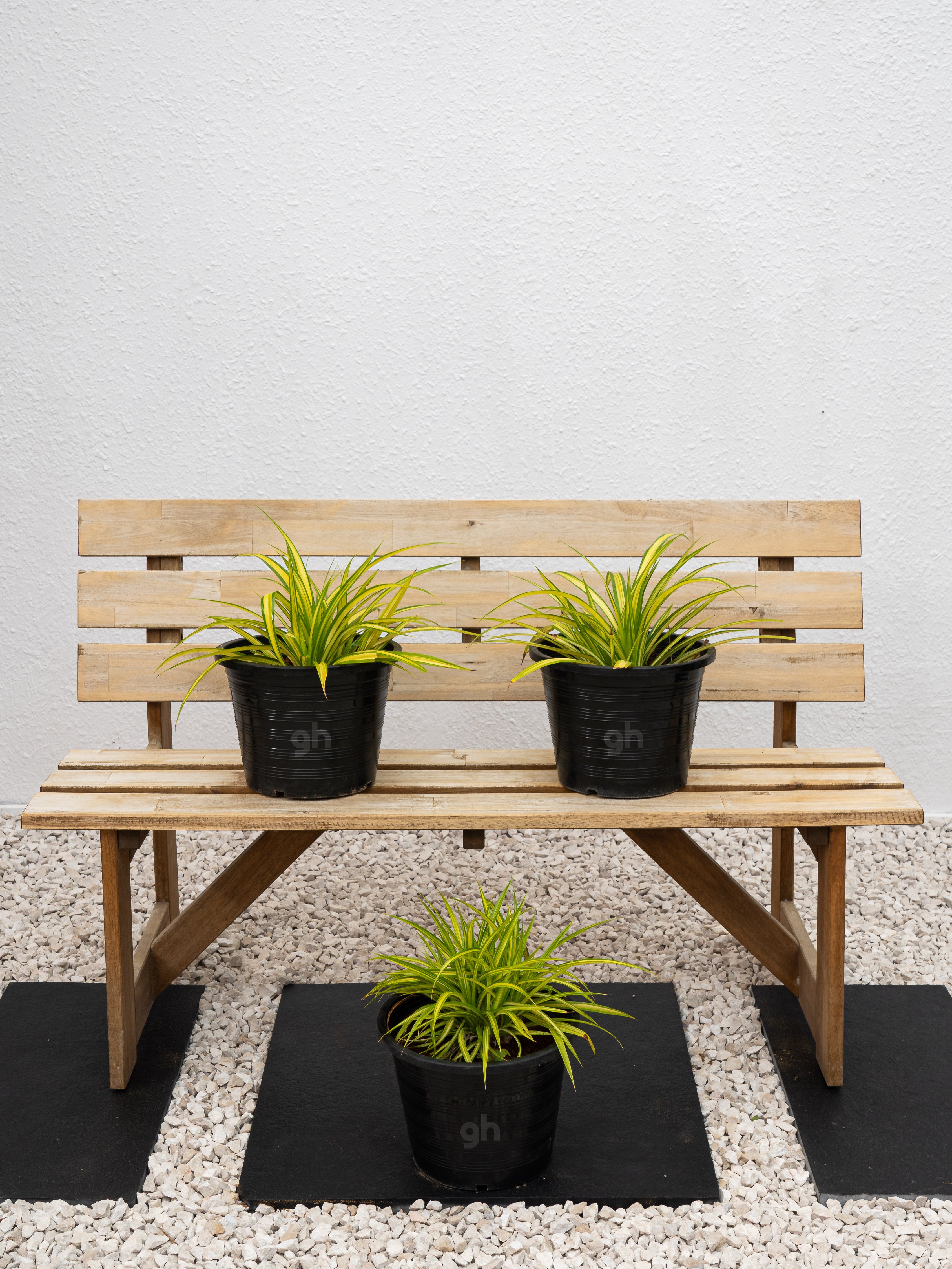 Pandanus