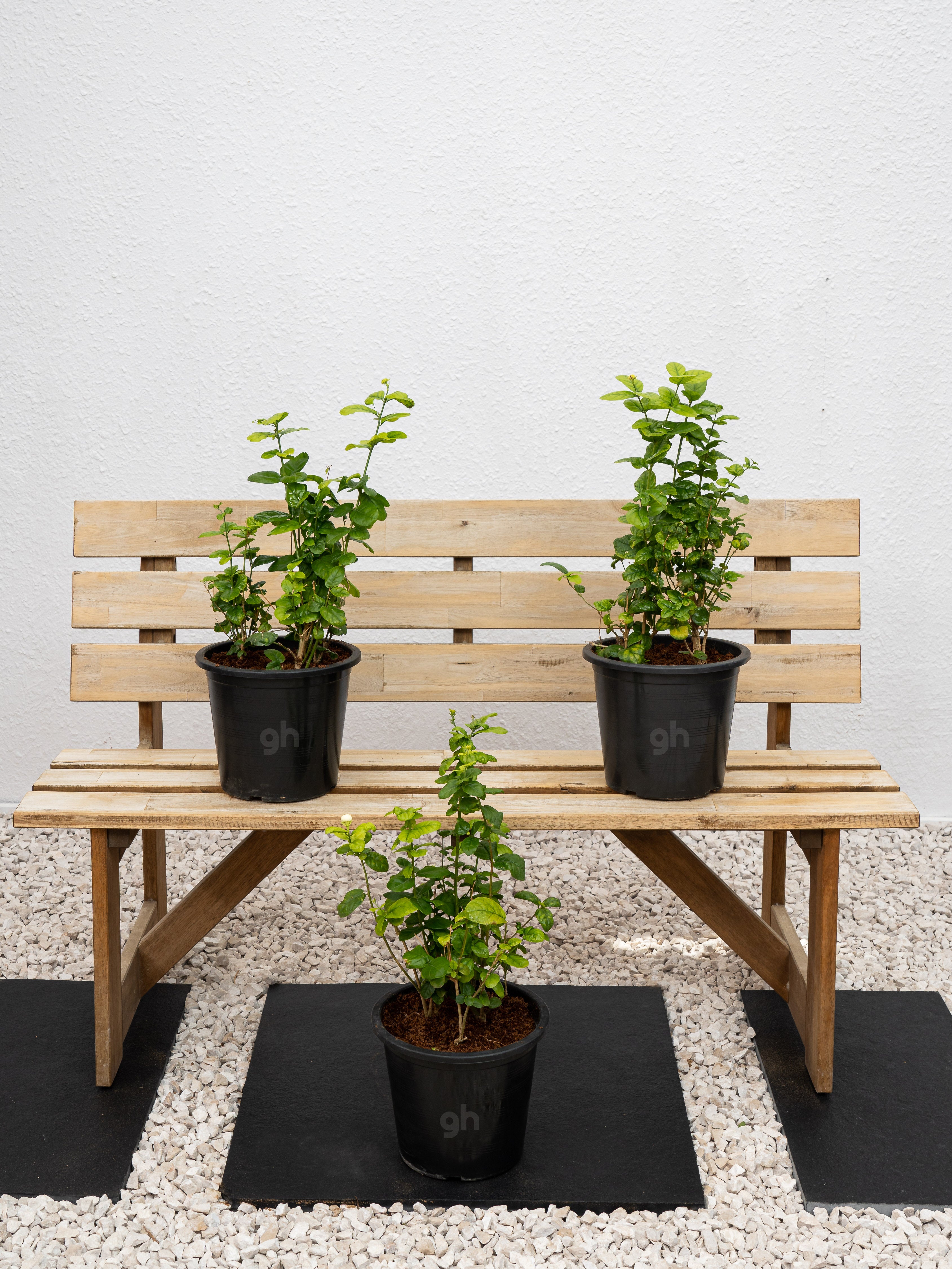 Rose Jasmine