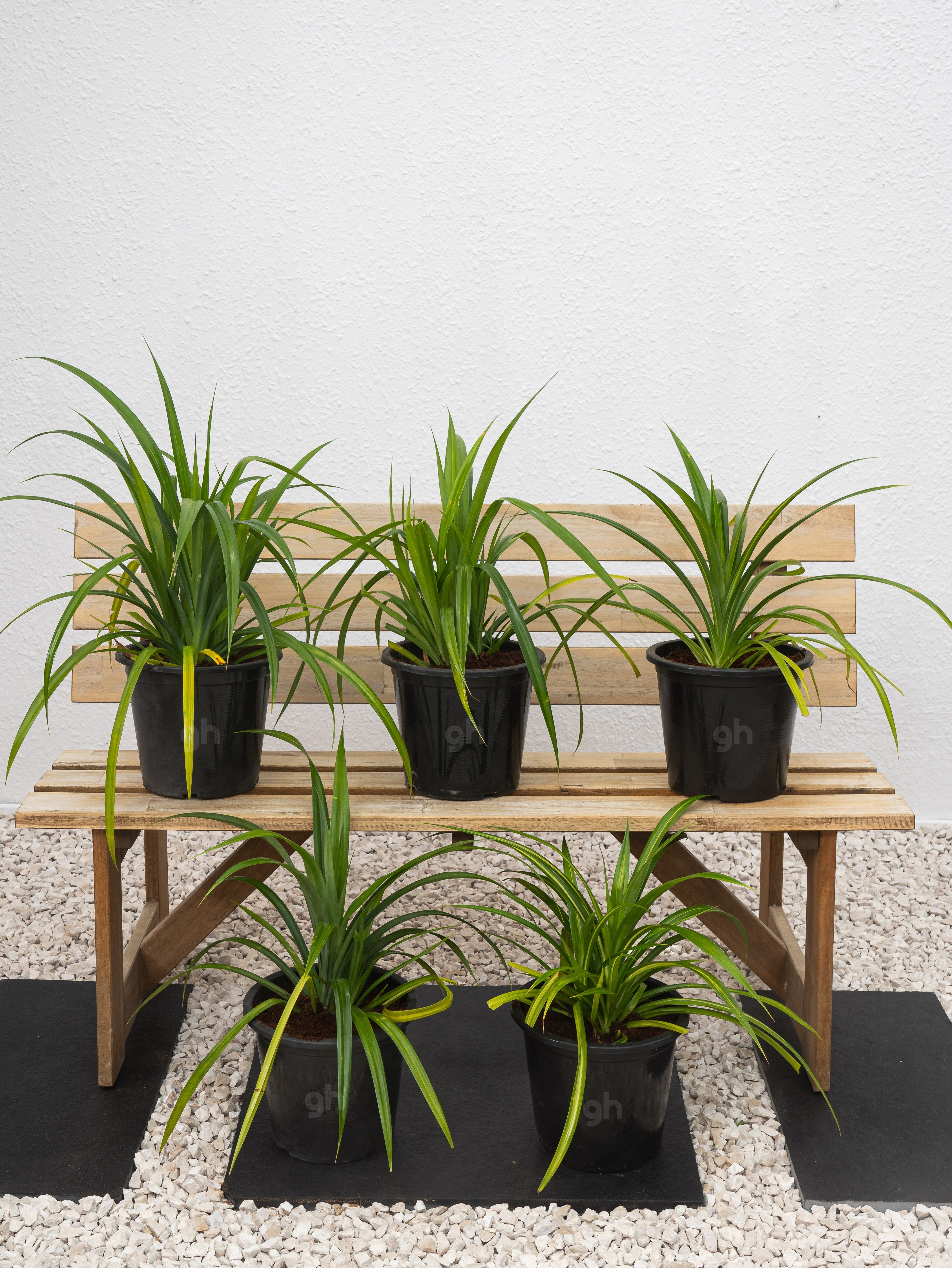 Pandanus