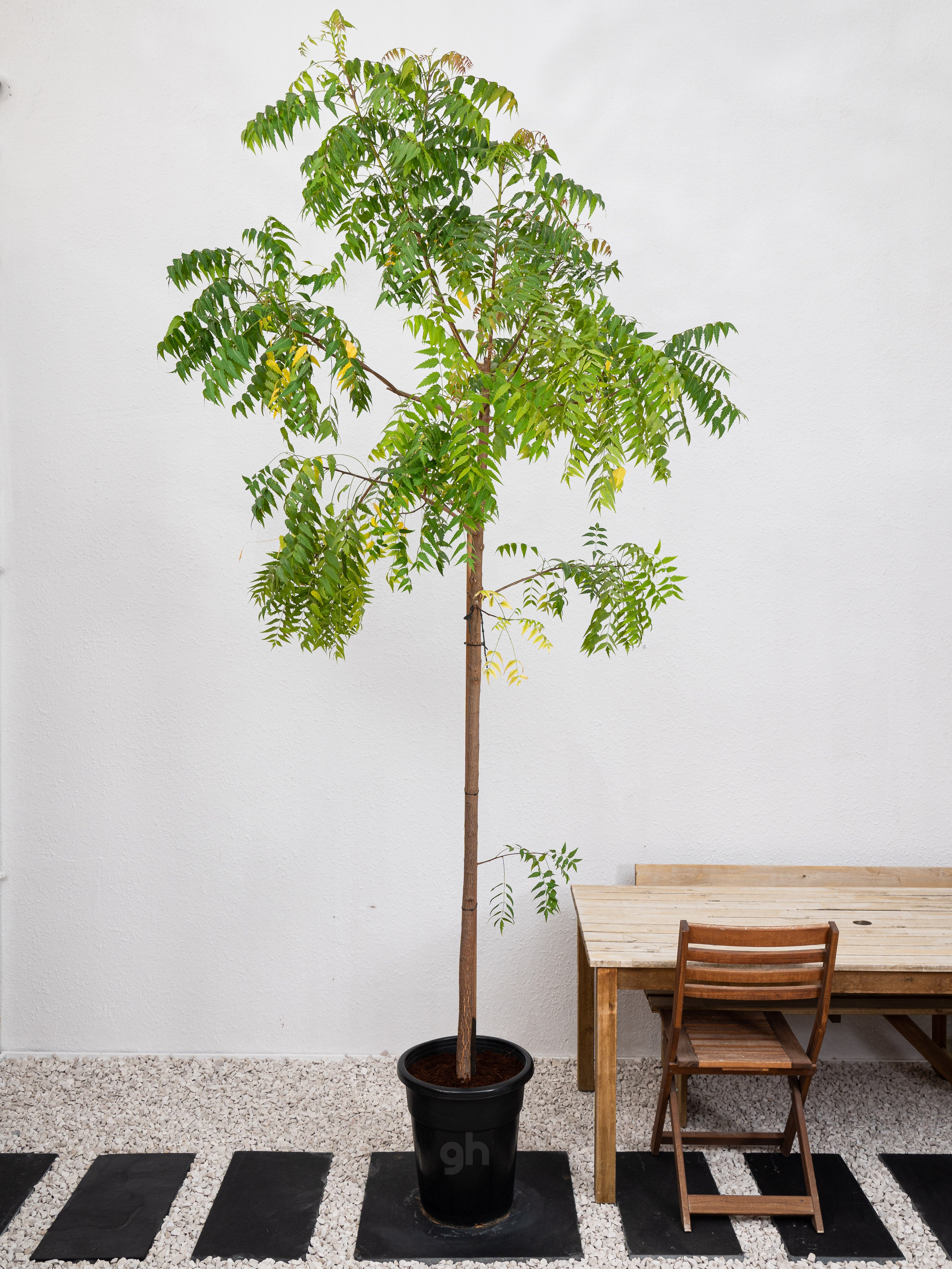 Neem Tree