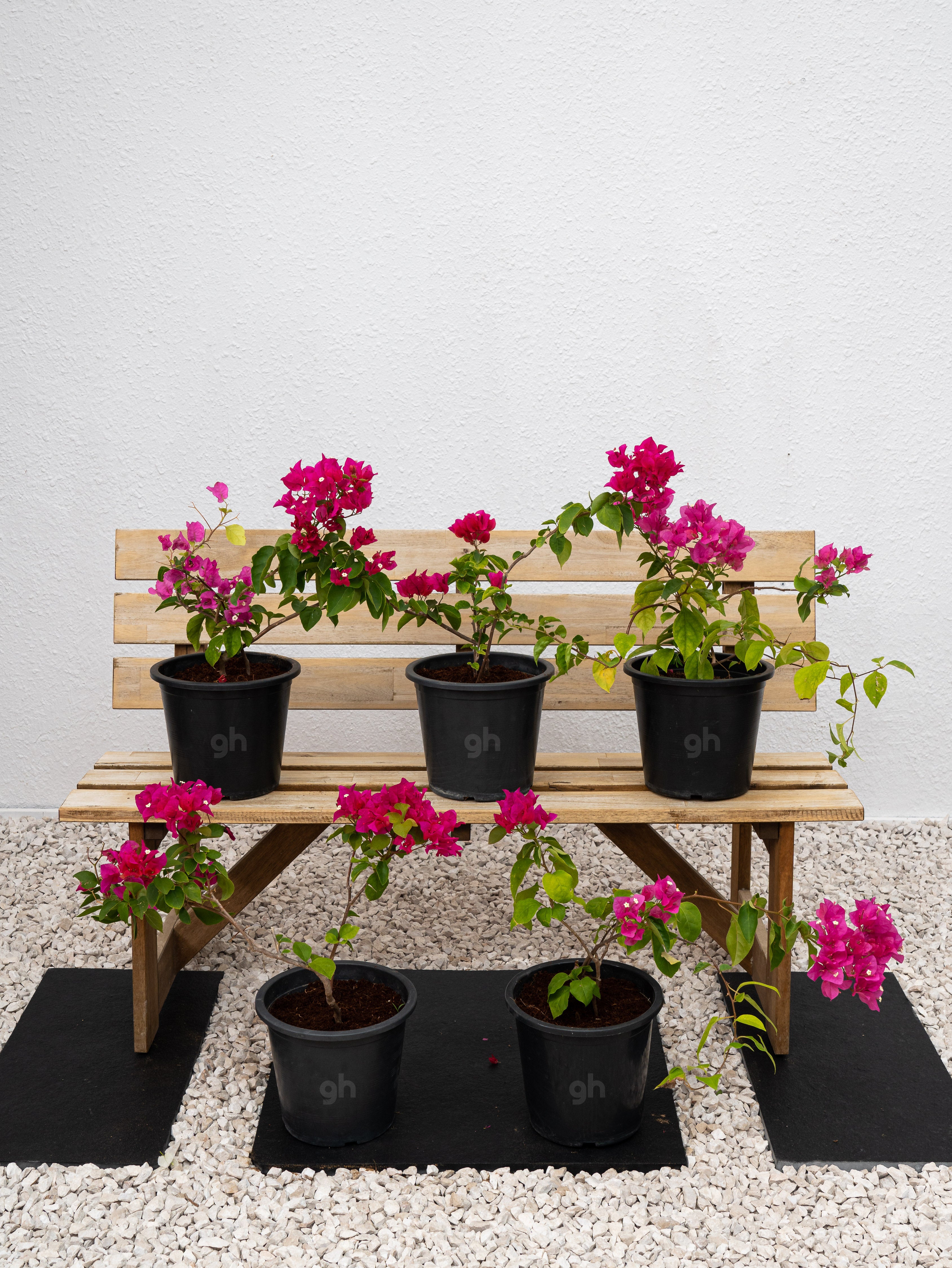 Bougainvillea