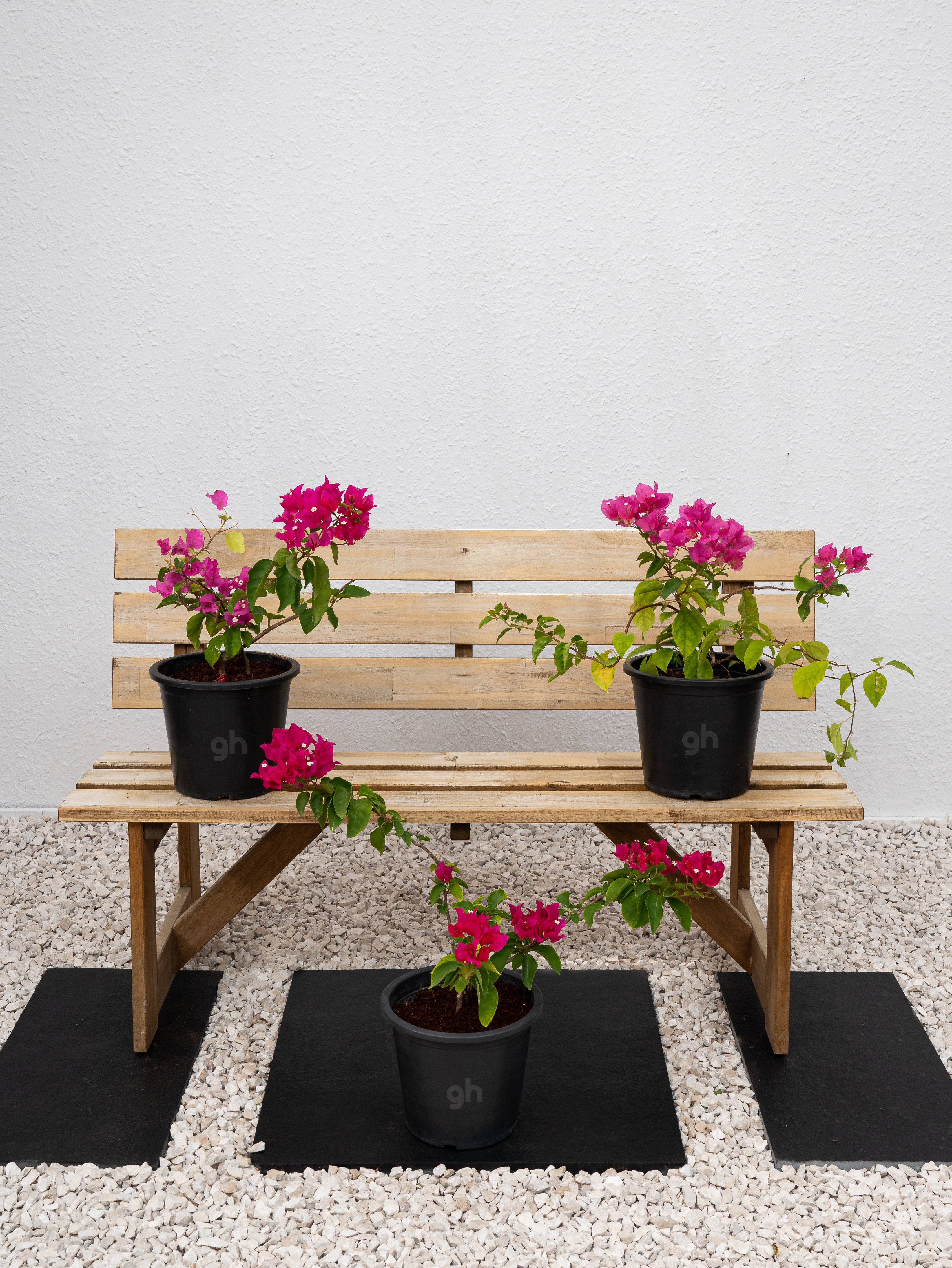 Bougainvillea