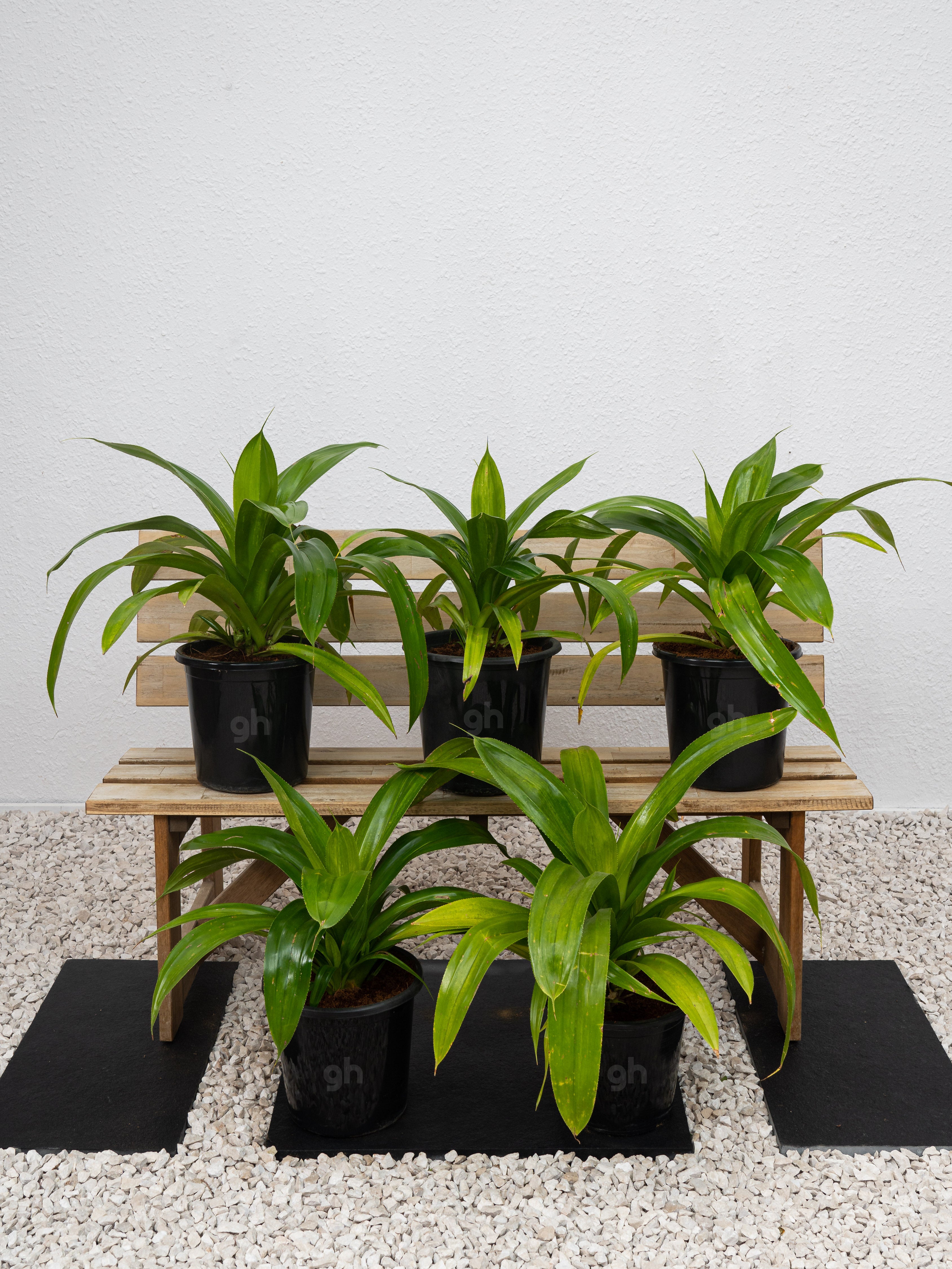 Wide Leaf Pandanus