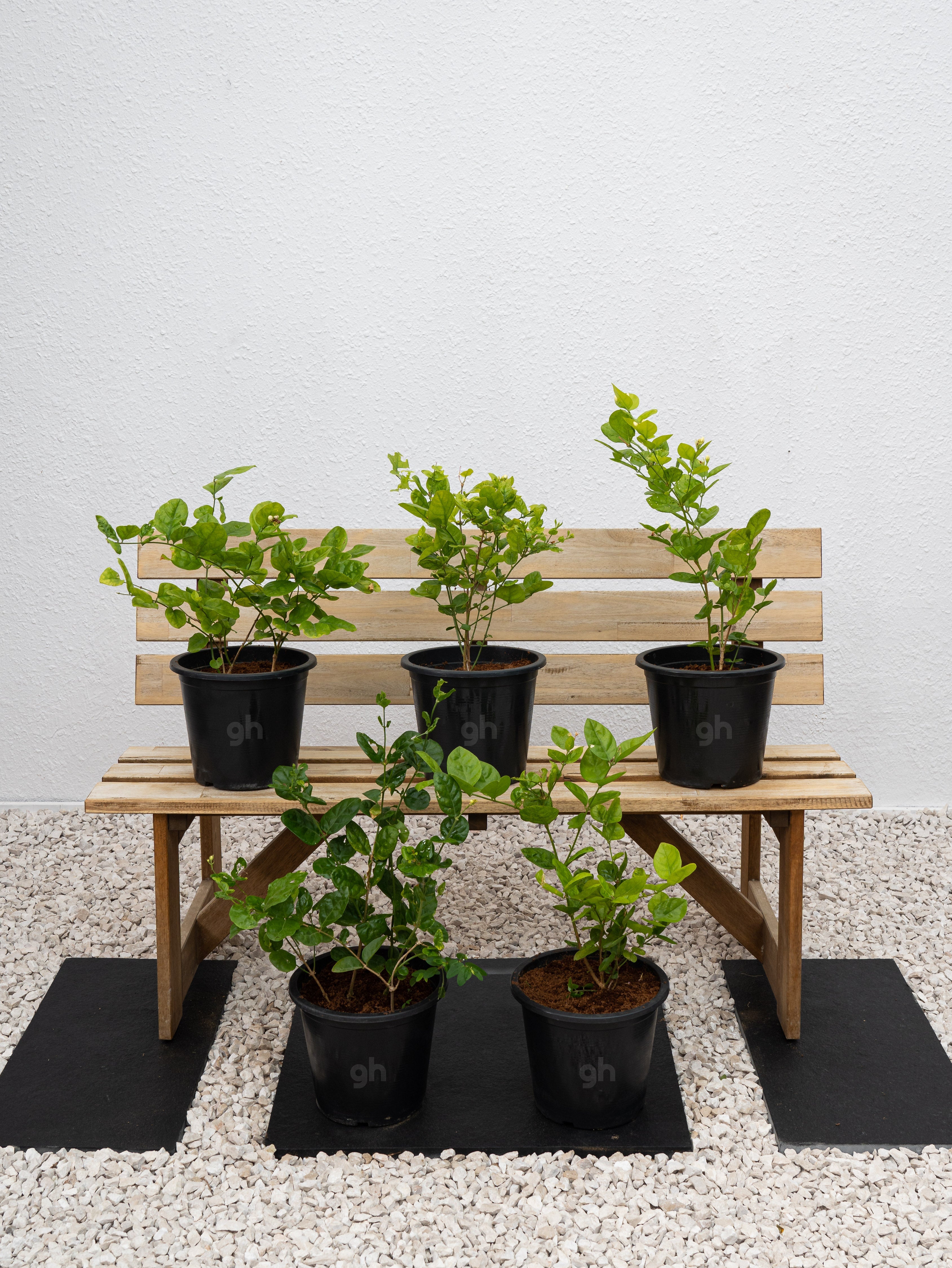 Arabian Jasmine