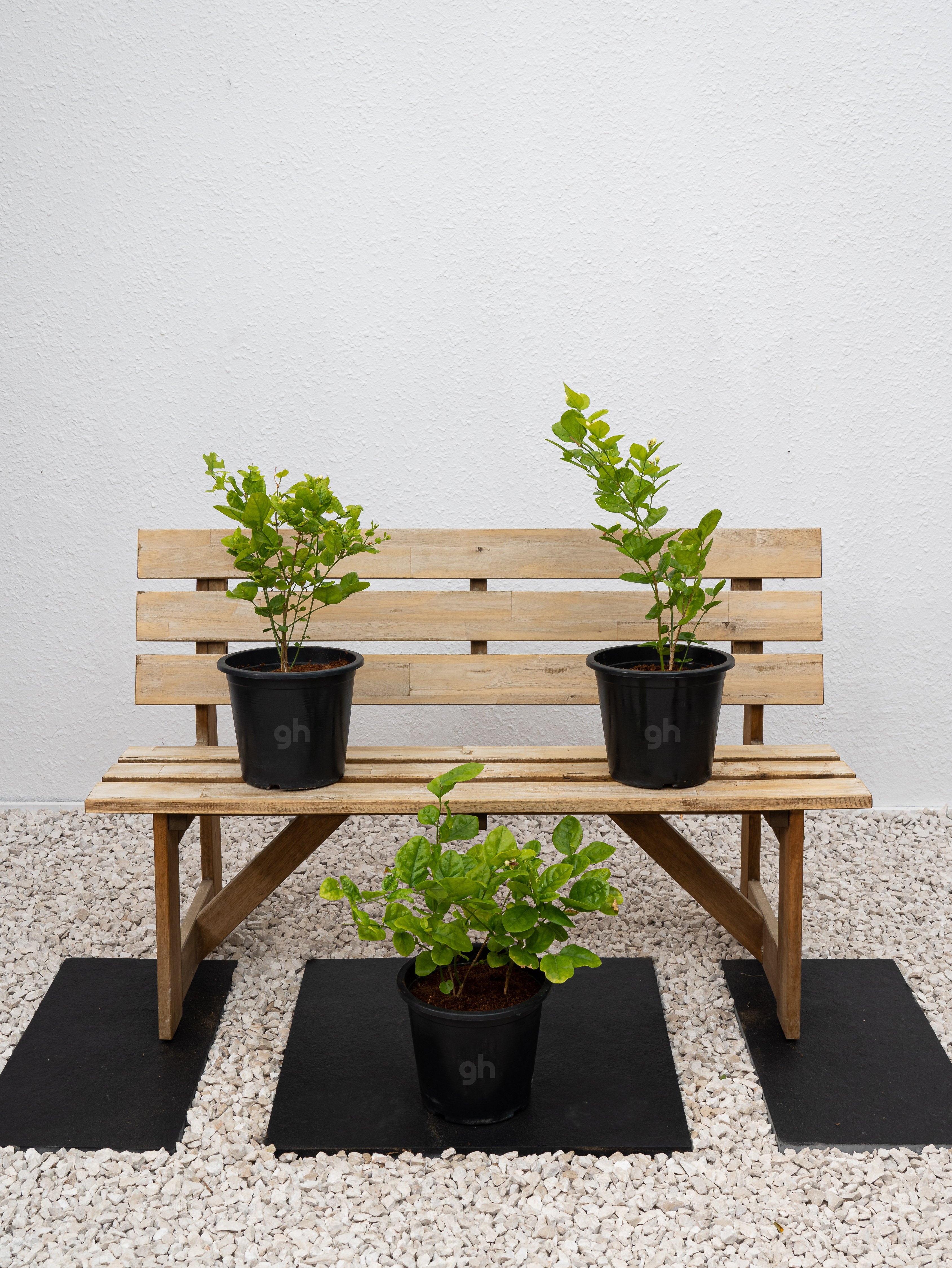 Arabian Jasmine