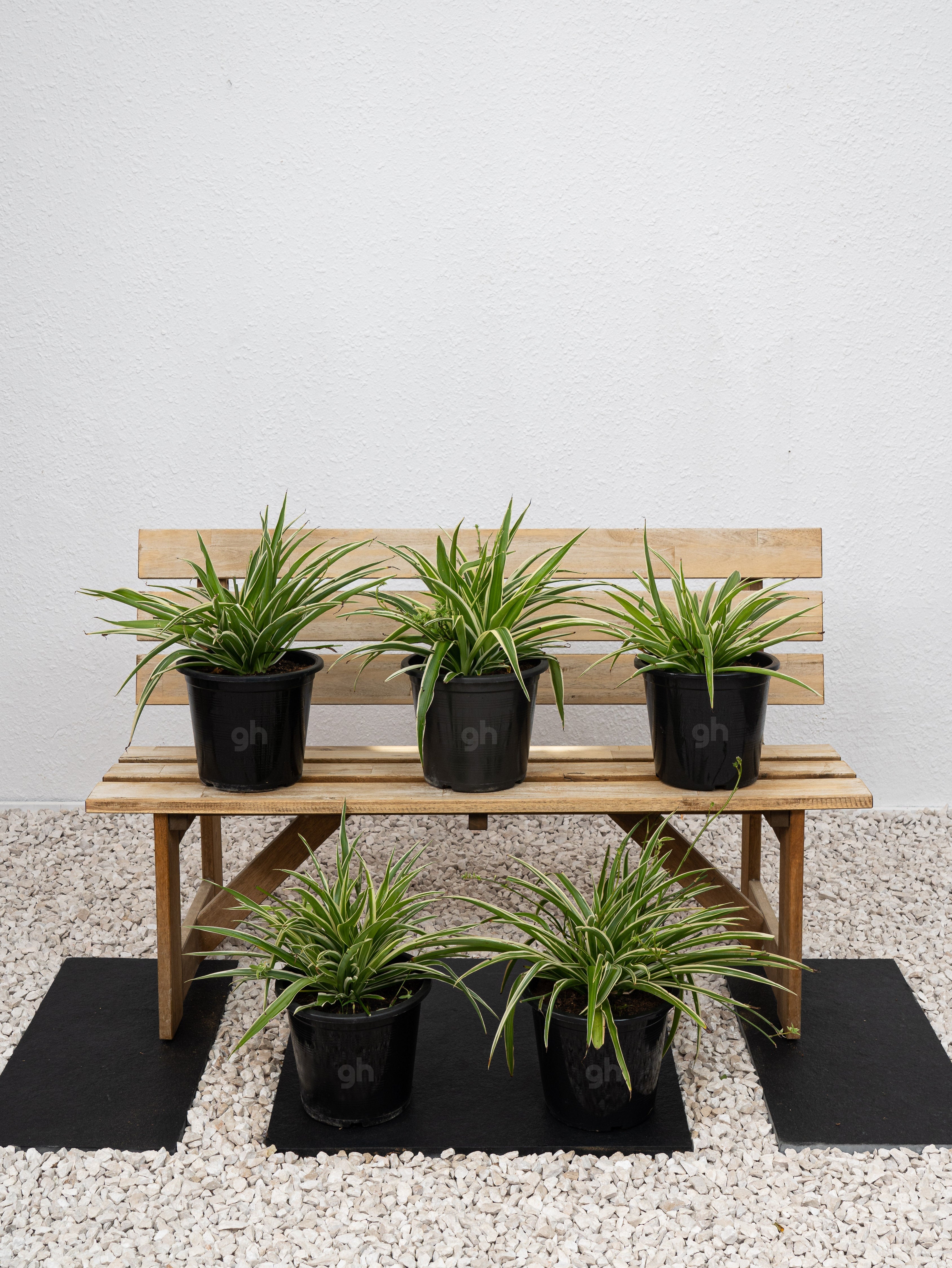 Outdoor Spider Plant