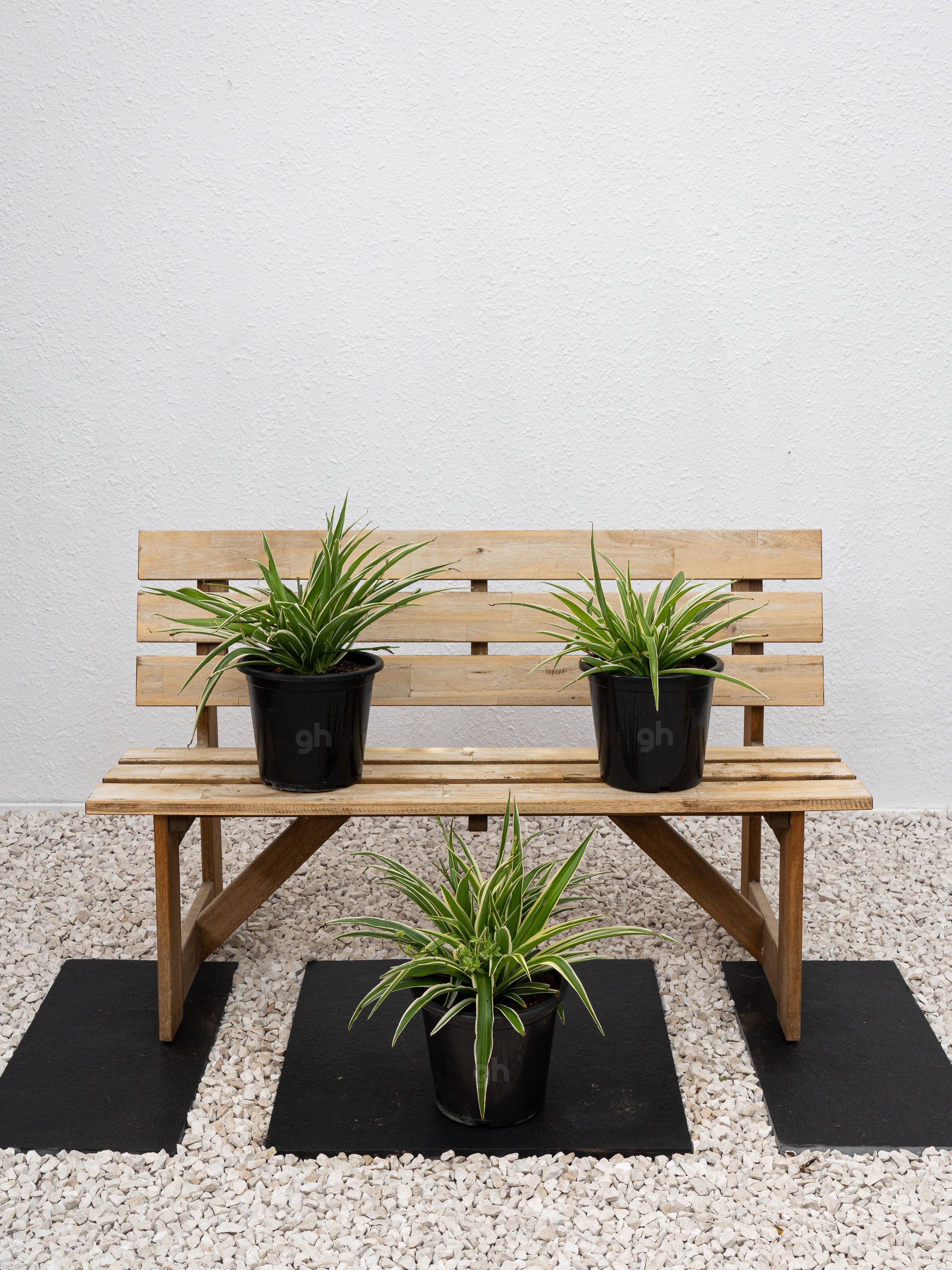 Outdoor Spider Plant