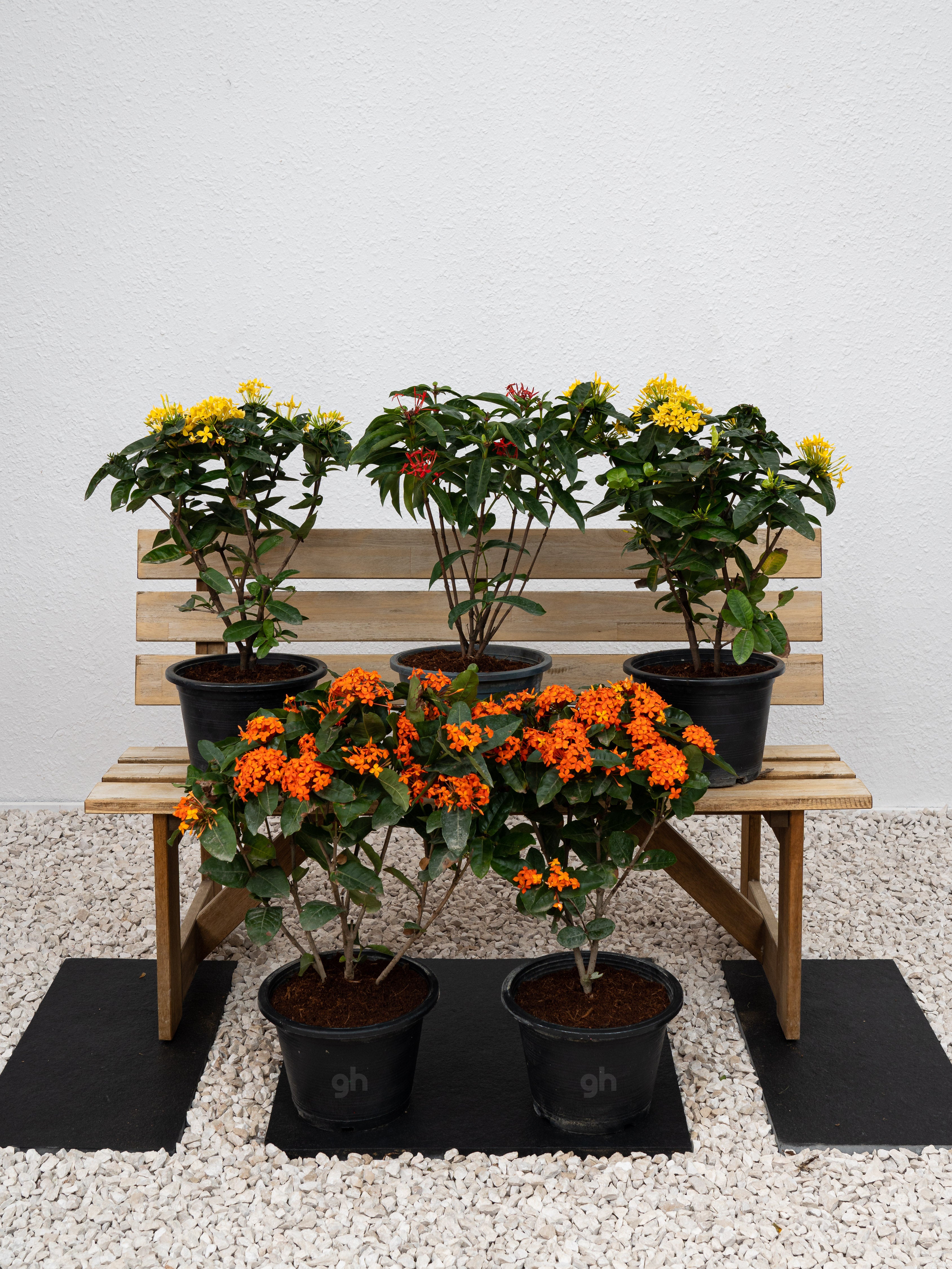 Ixora Cocinea