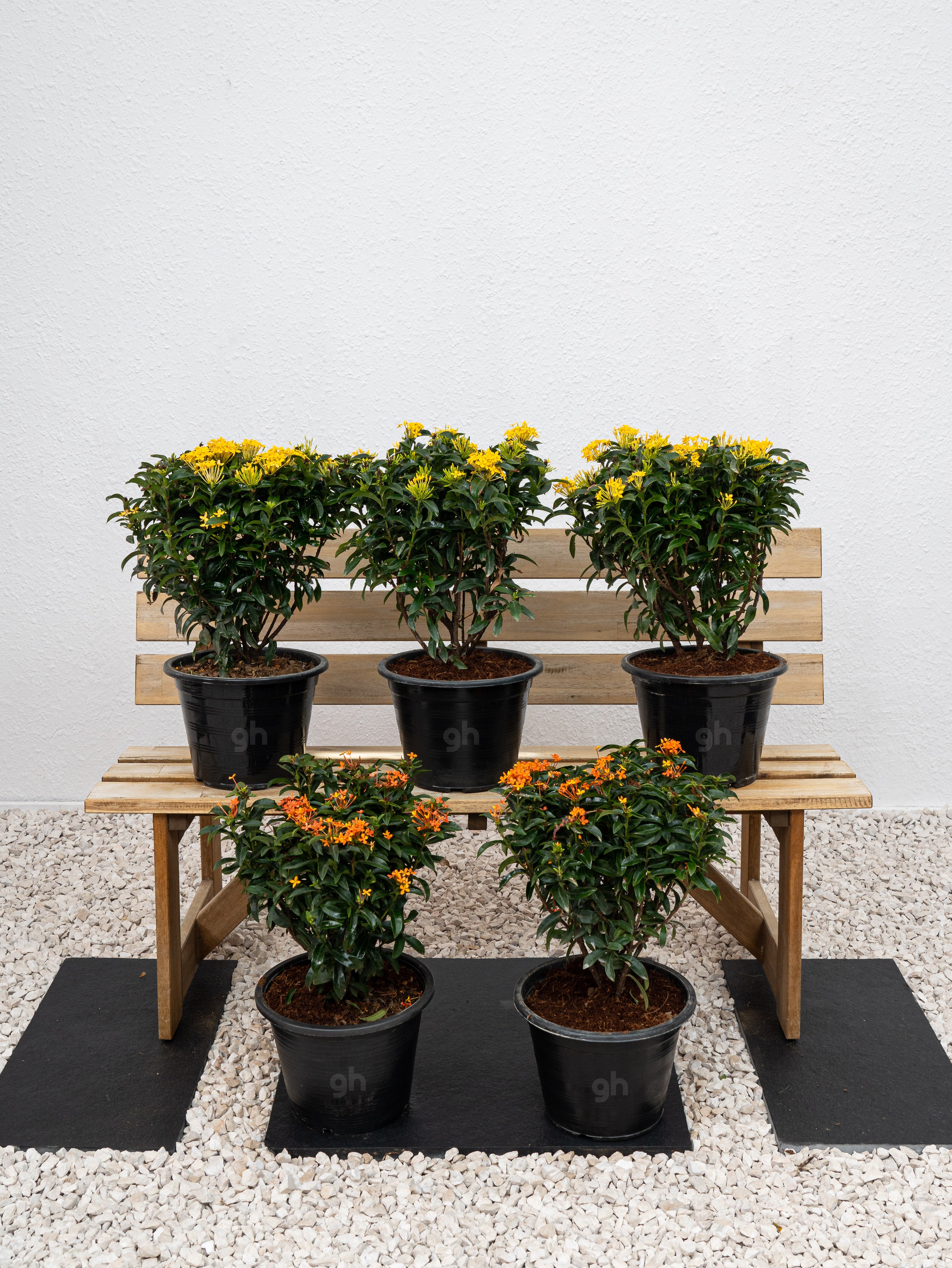 Ixora Chinensis