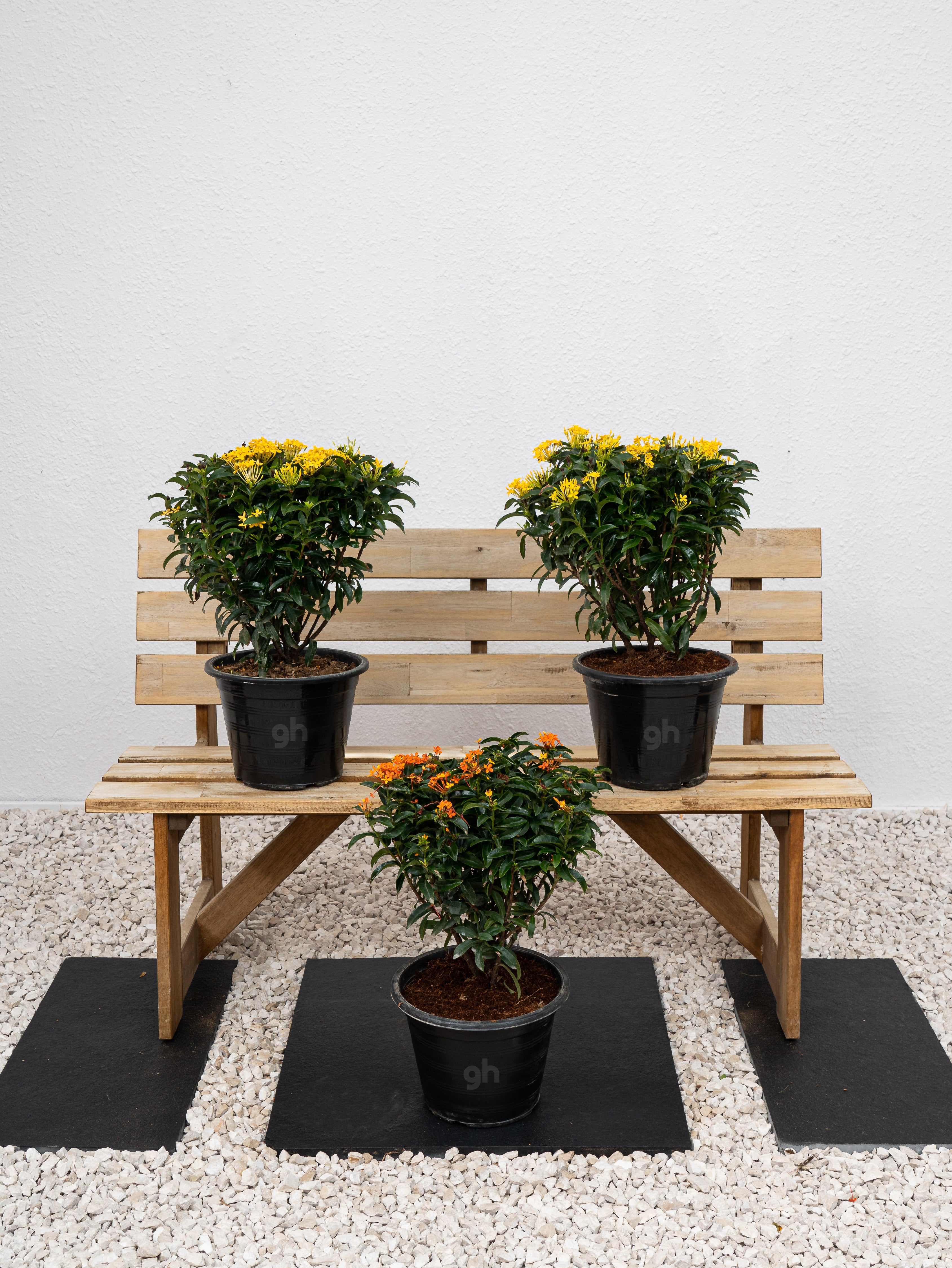 Ixora Chinensis