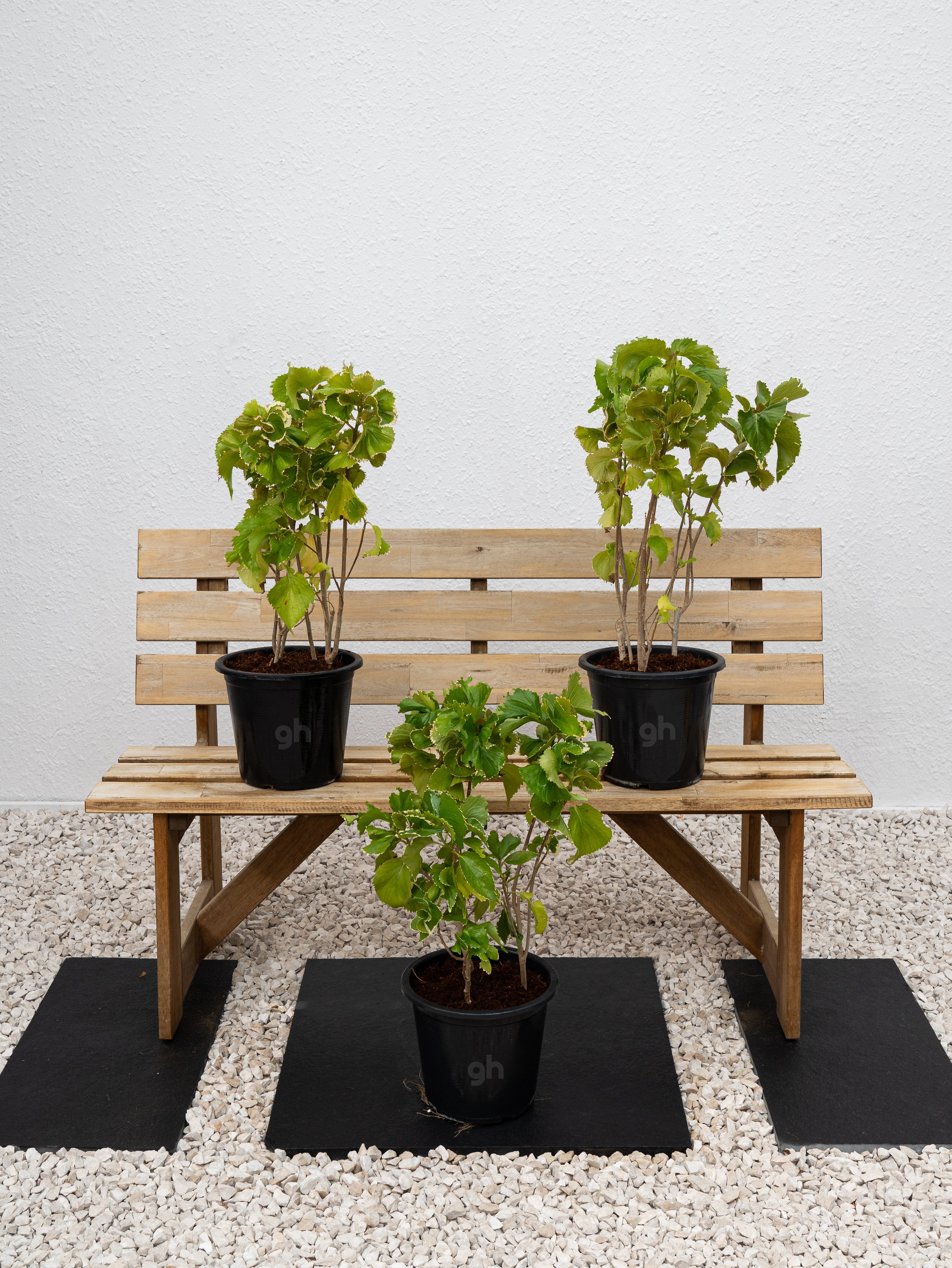 Acalypha Green
