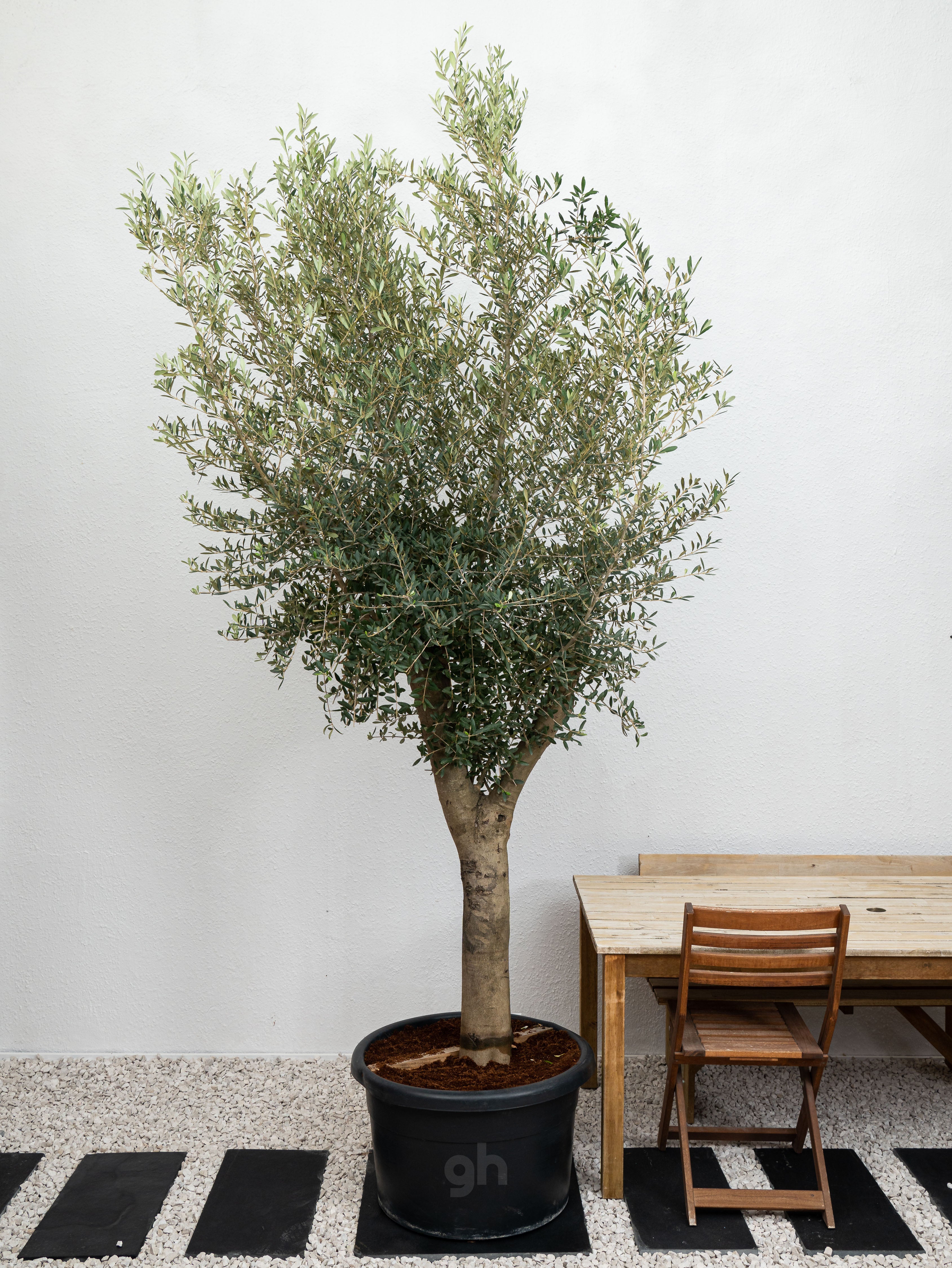 Olive Tree