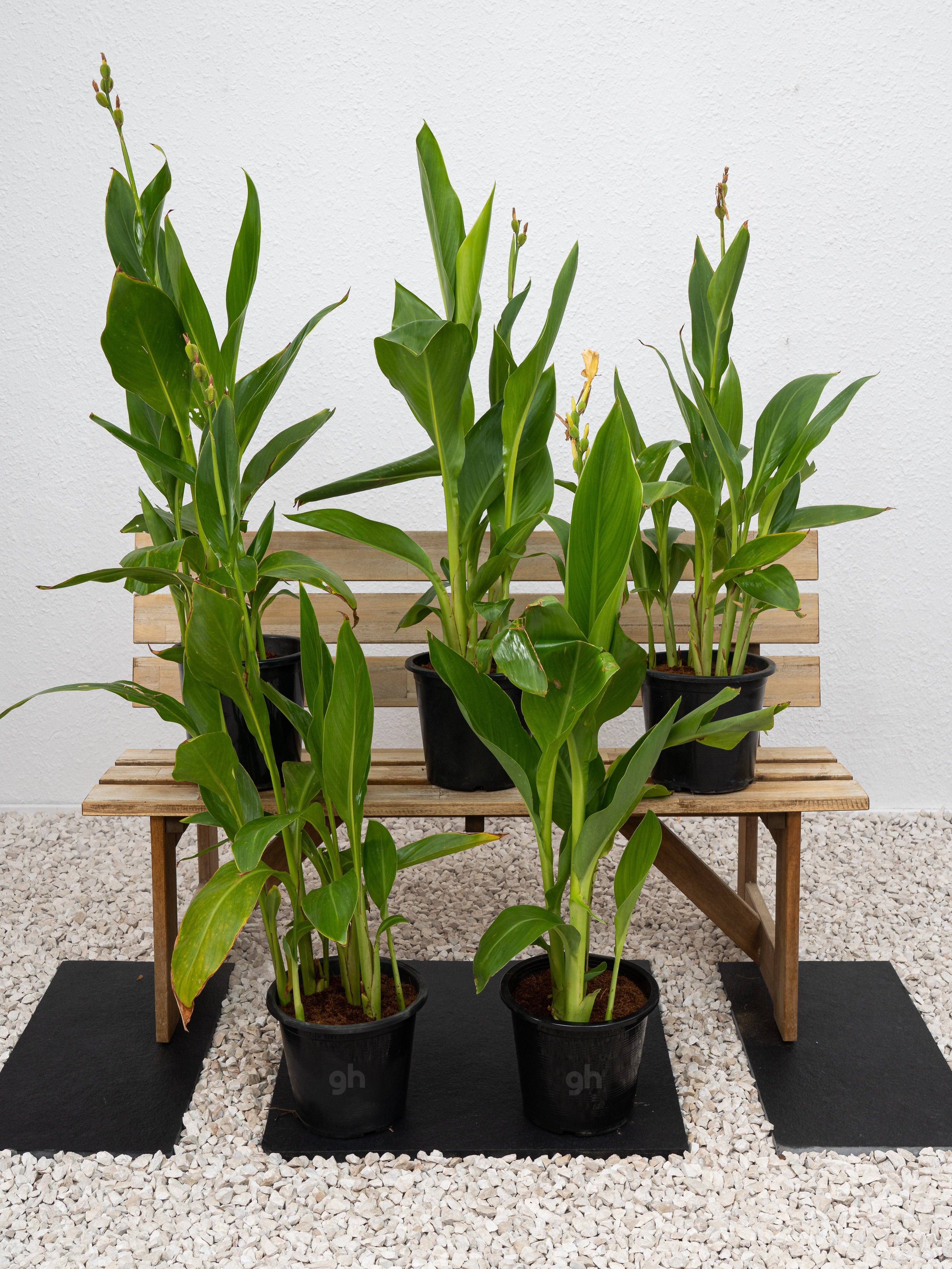 Canna Green