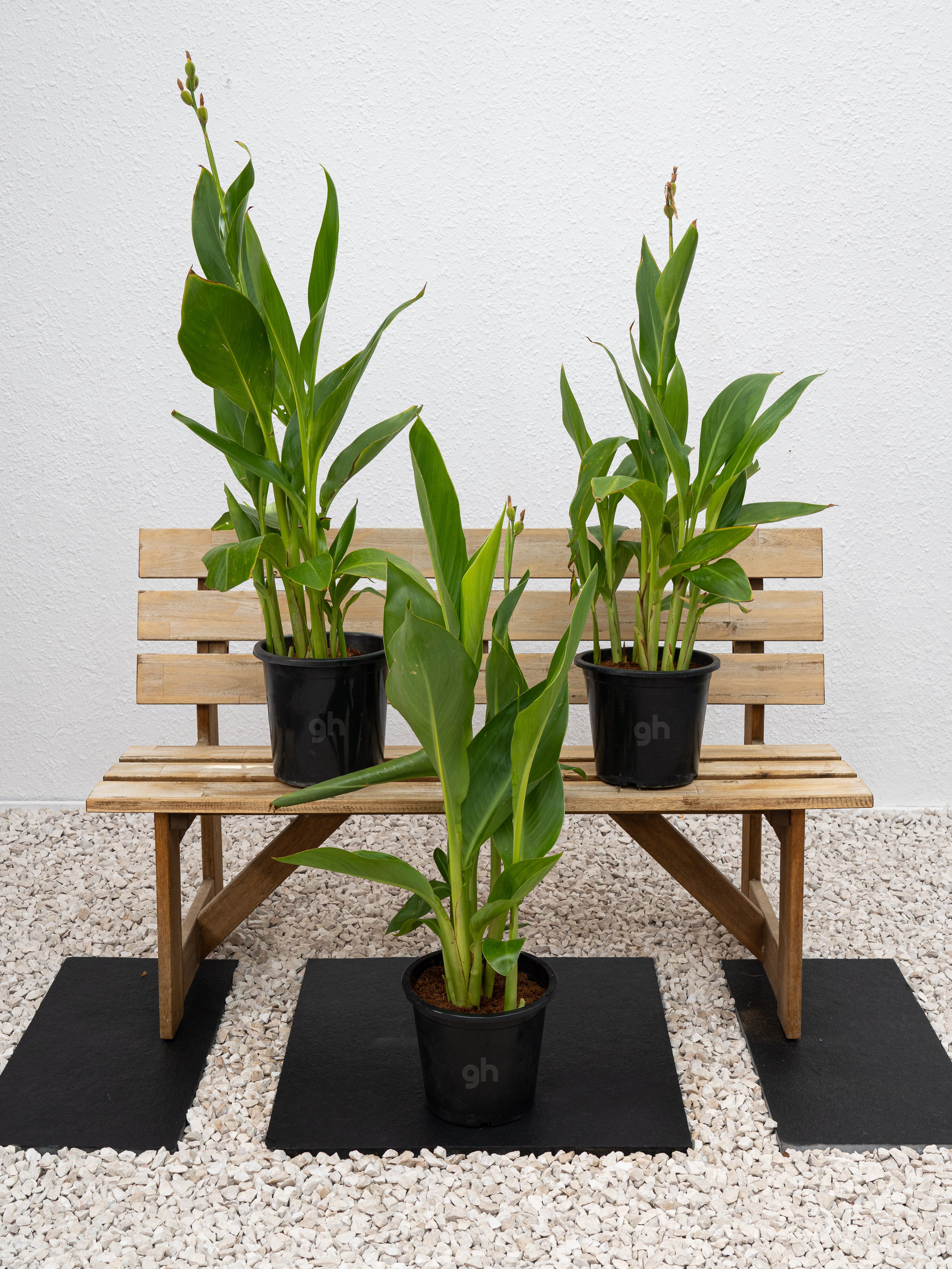 Canna Green