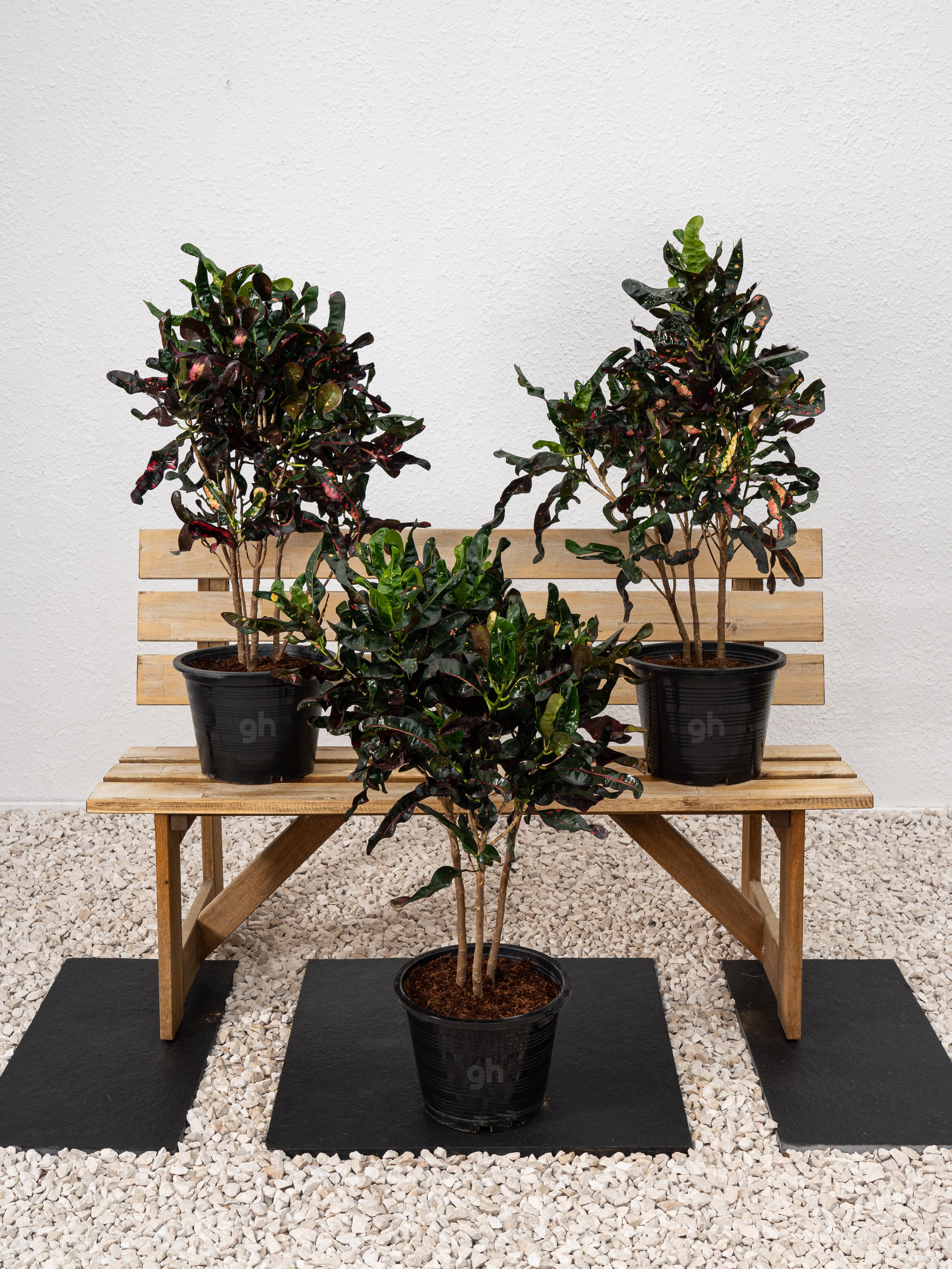 Curly Croton