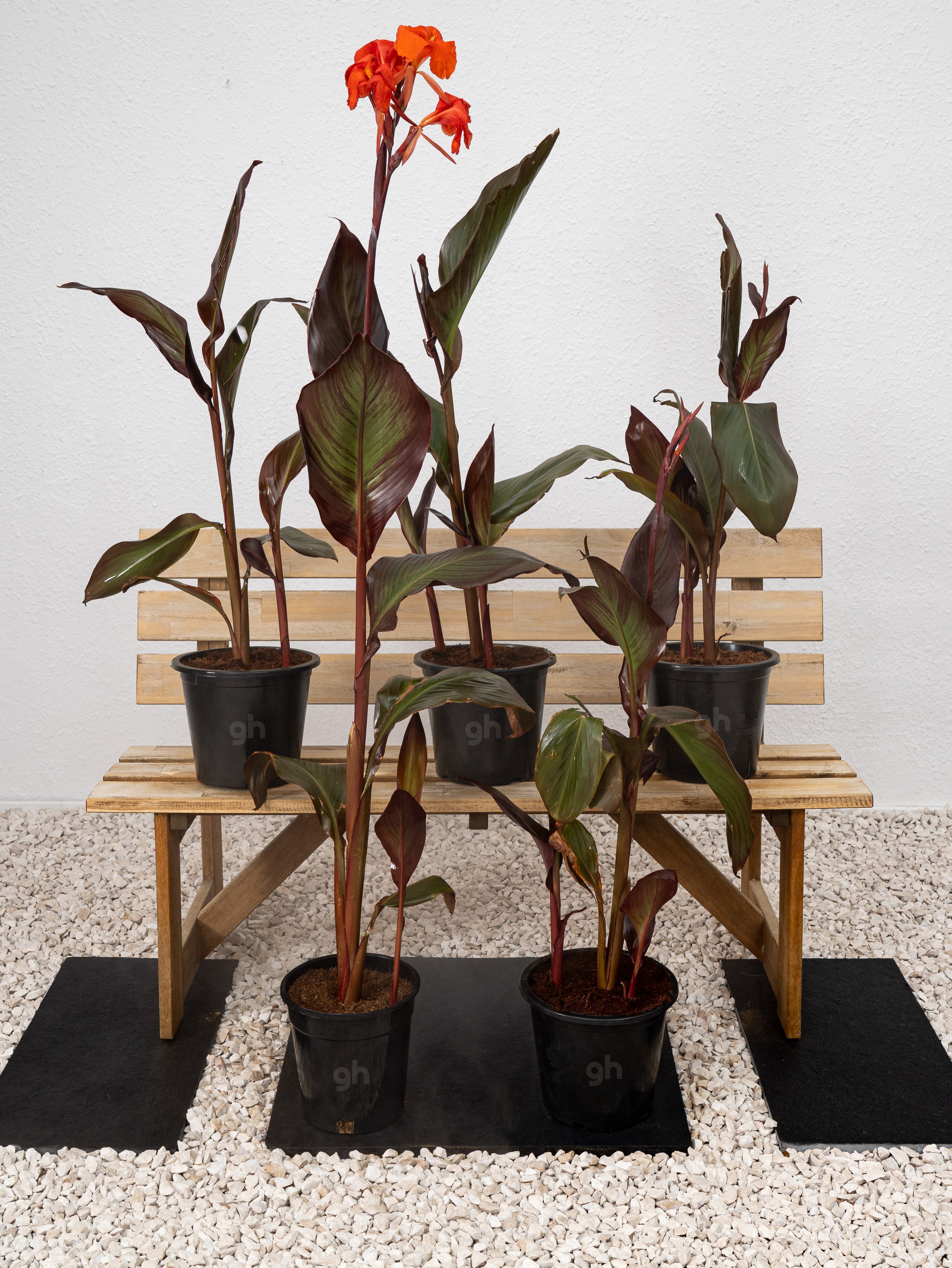 Canna Red