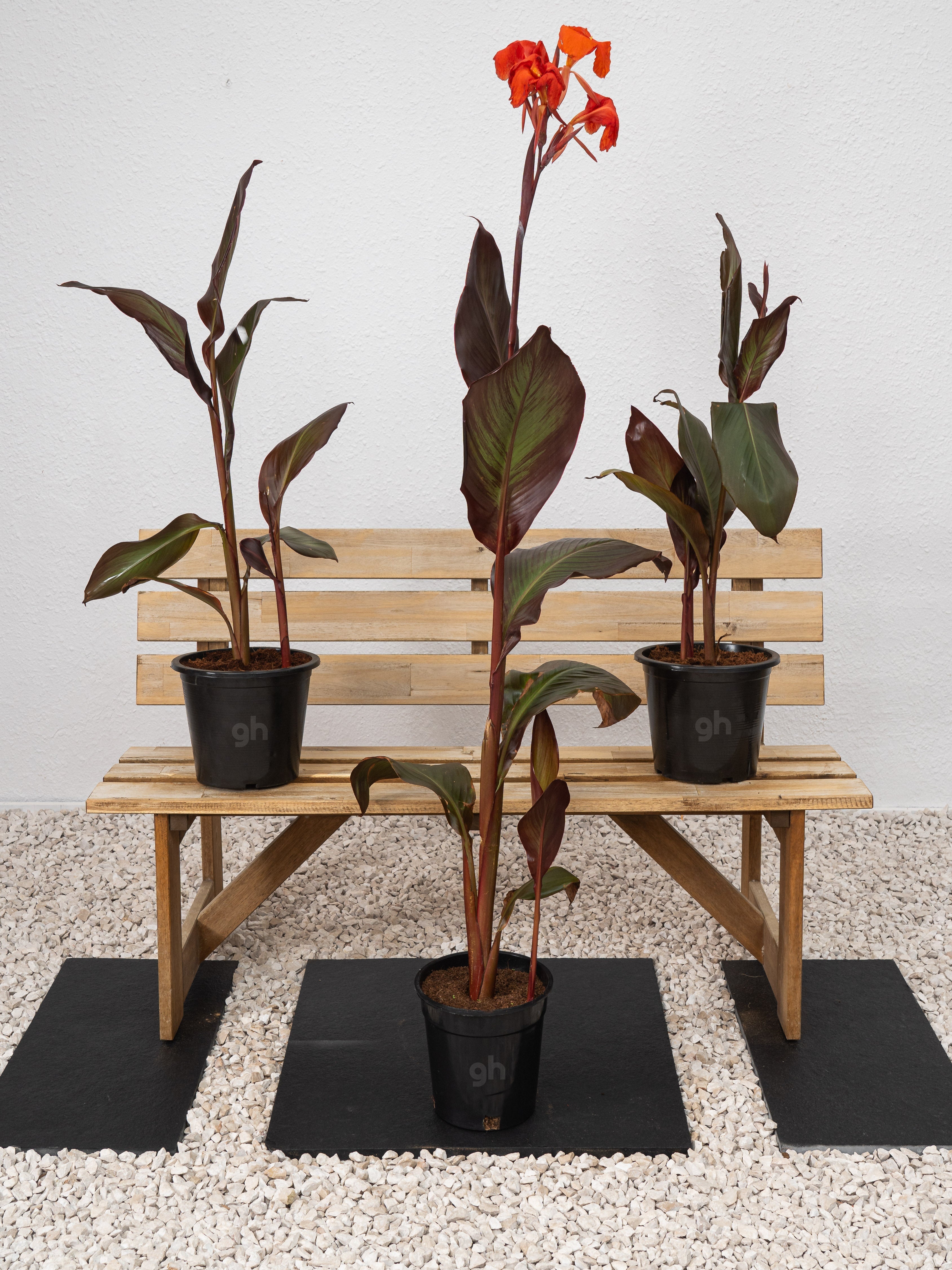 Canna Red