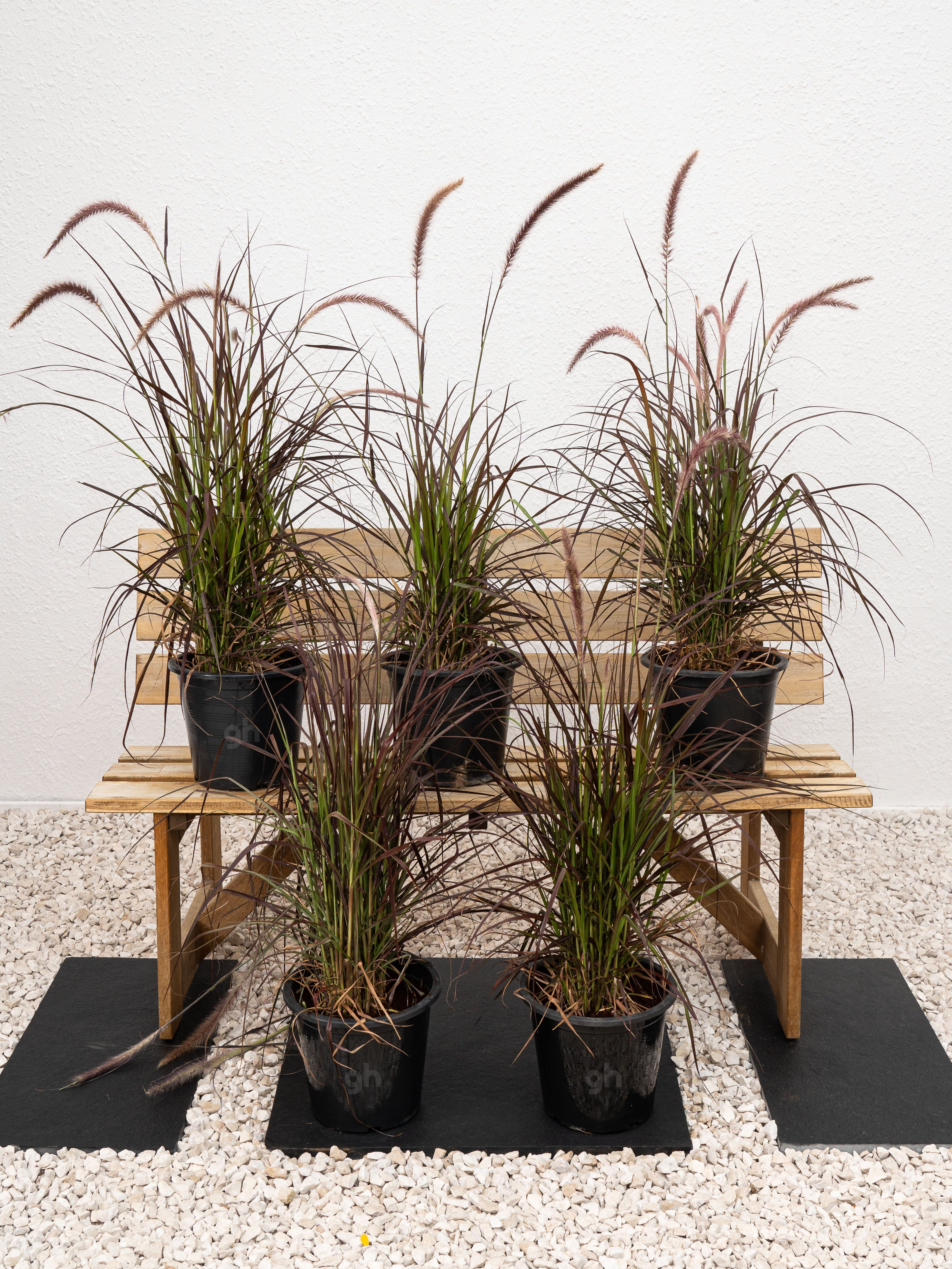 Red Fountain Grass