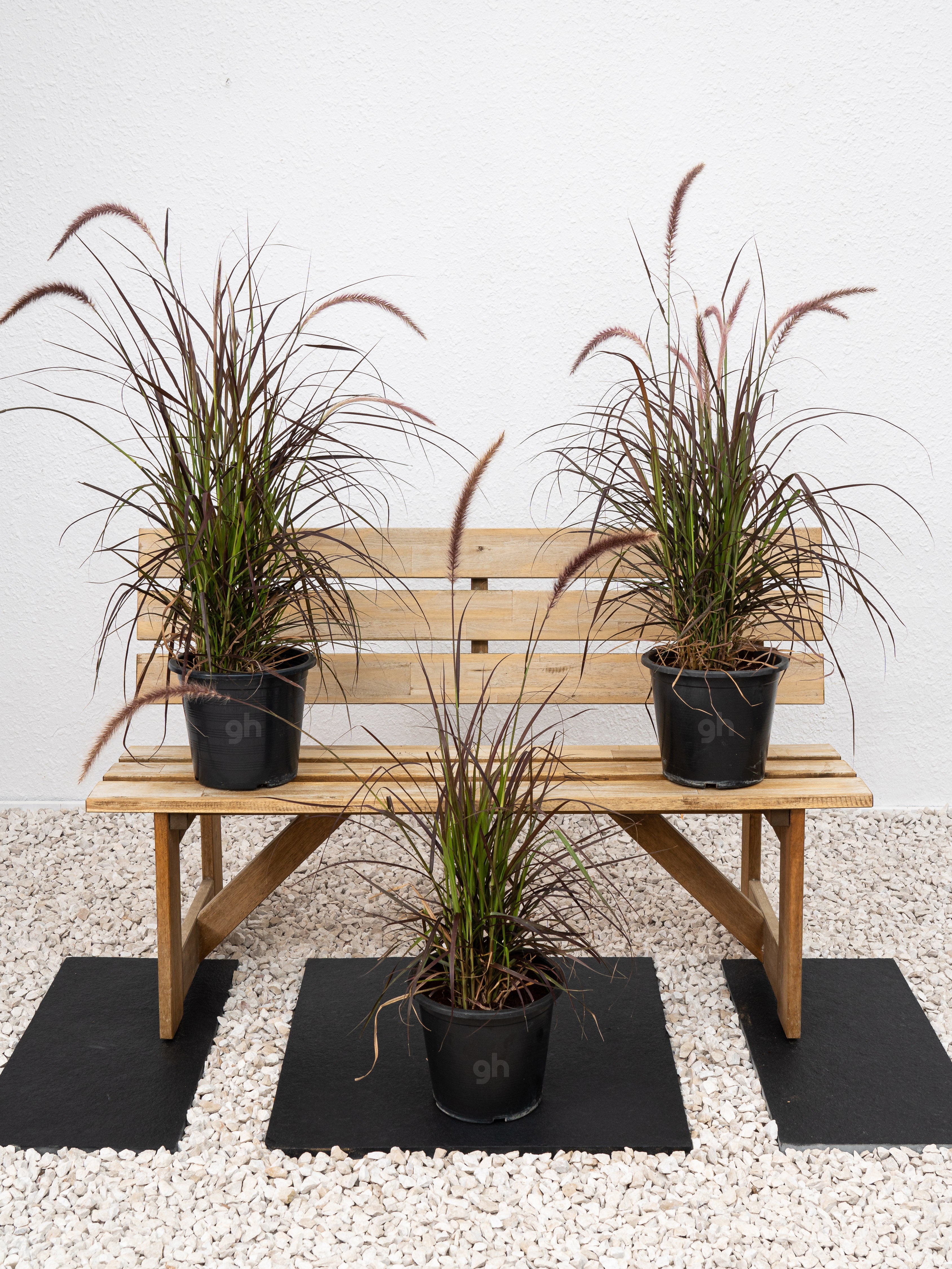 Red Fountain Grass