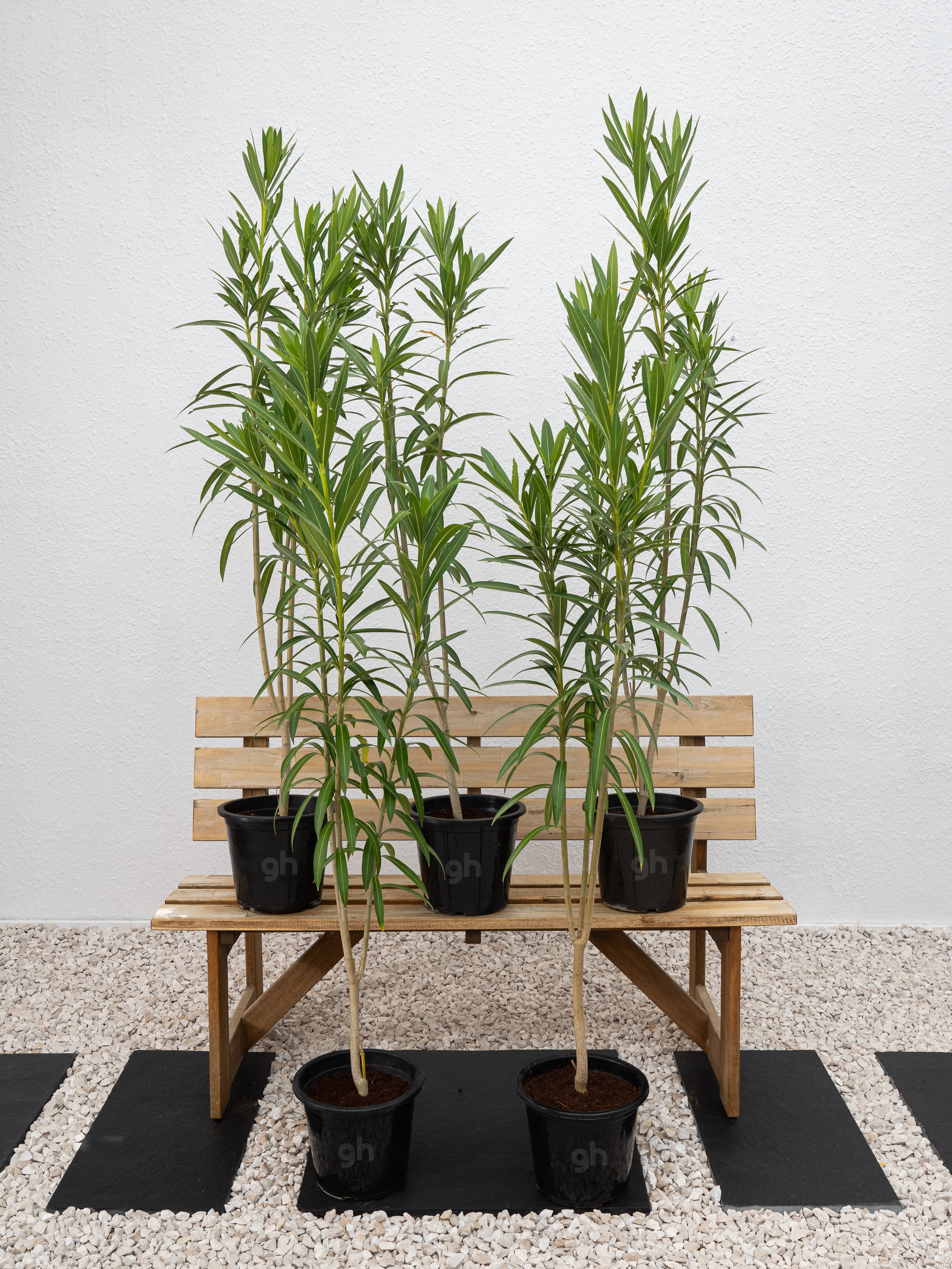Nerium Oleander