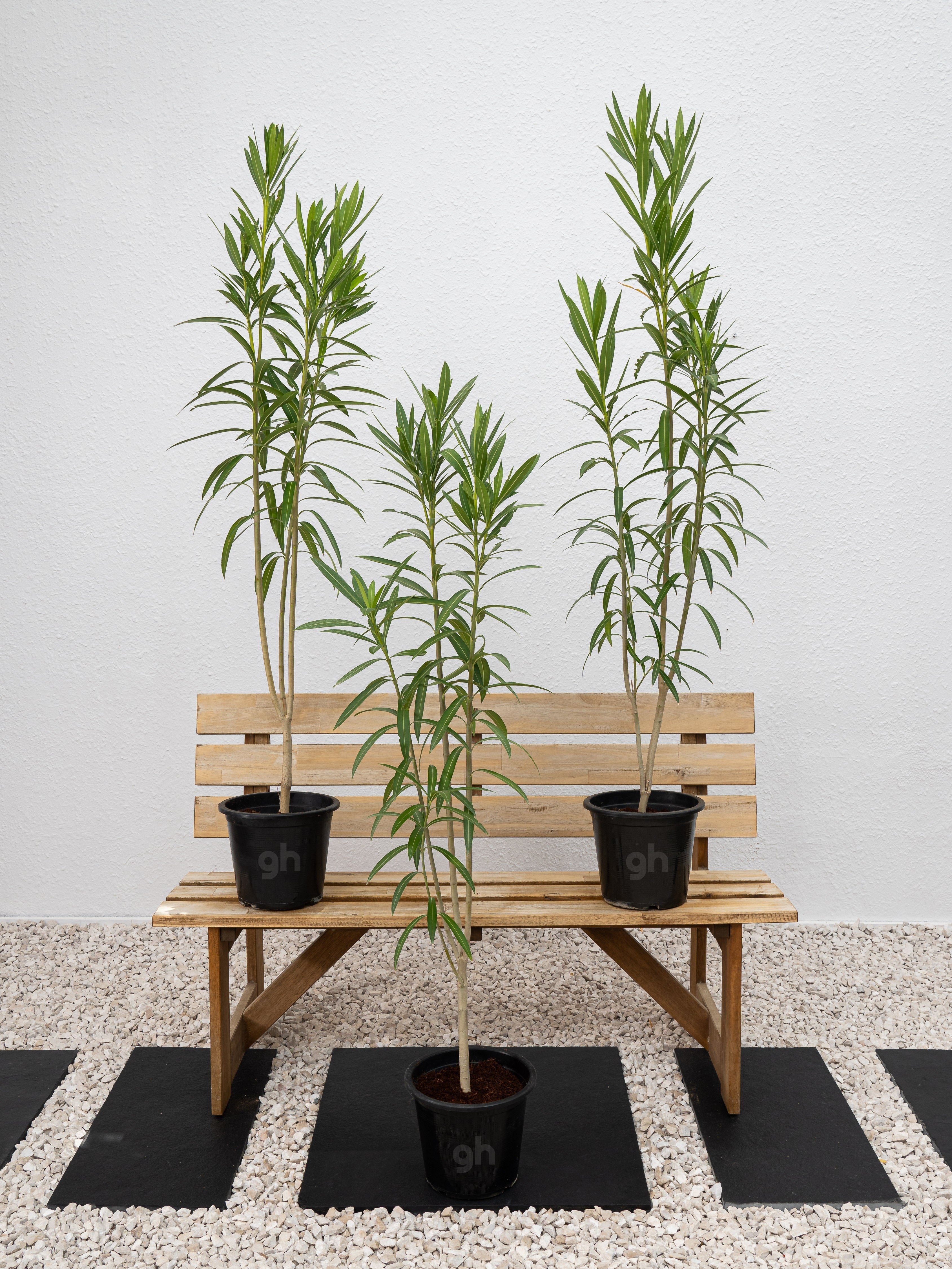 Nerium Oleander