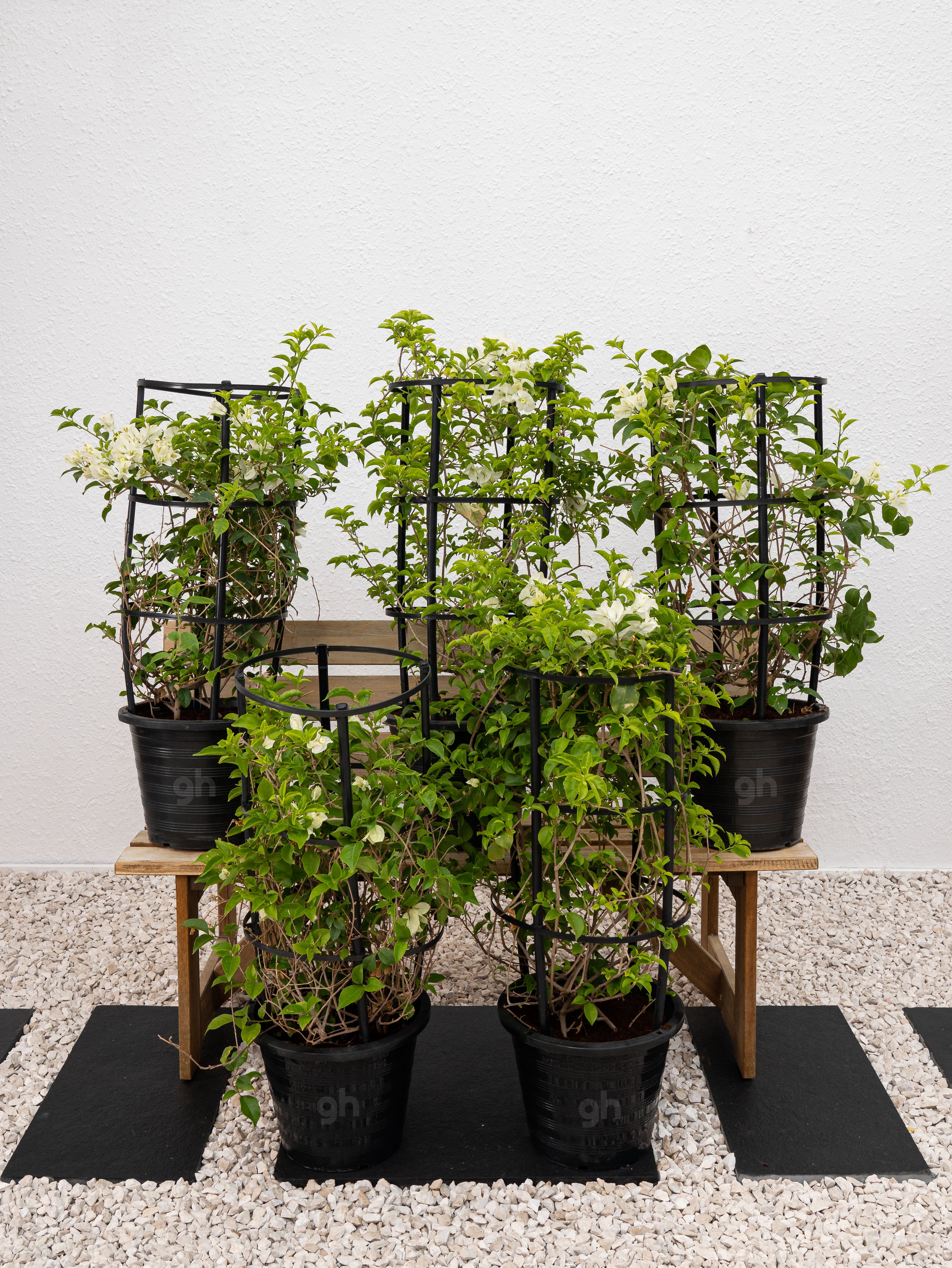 Bougainvillea