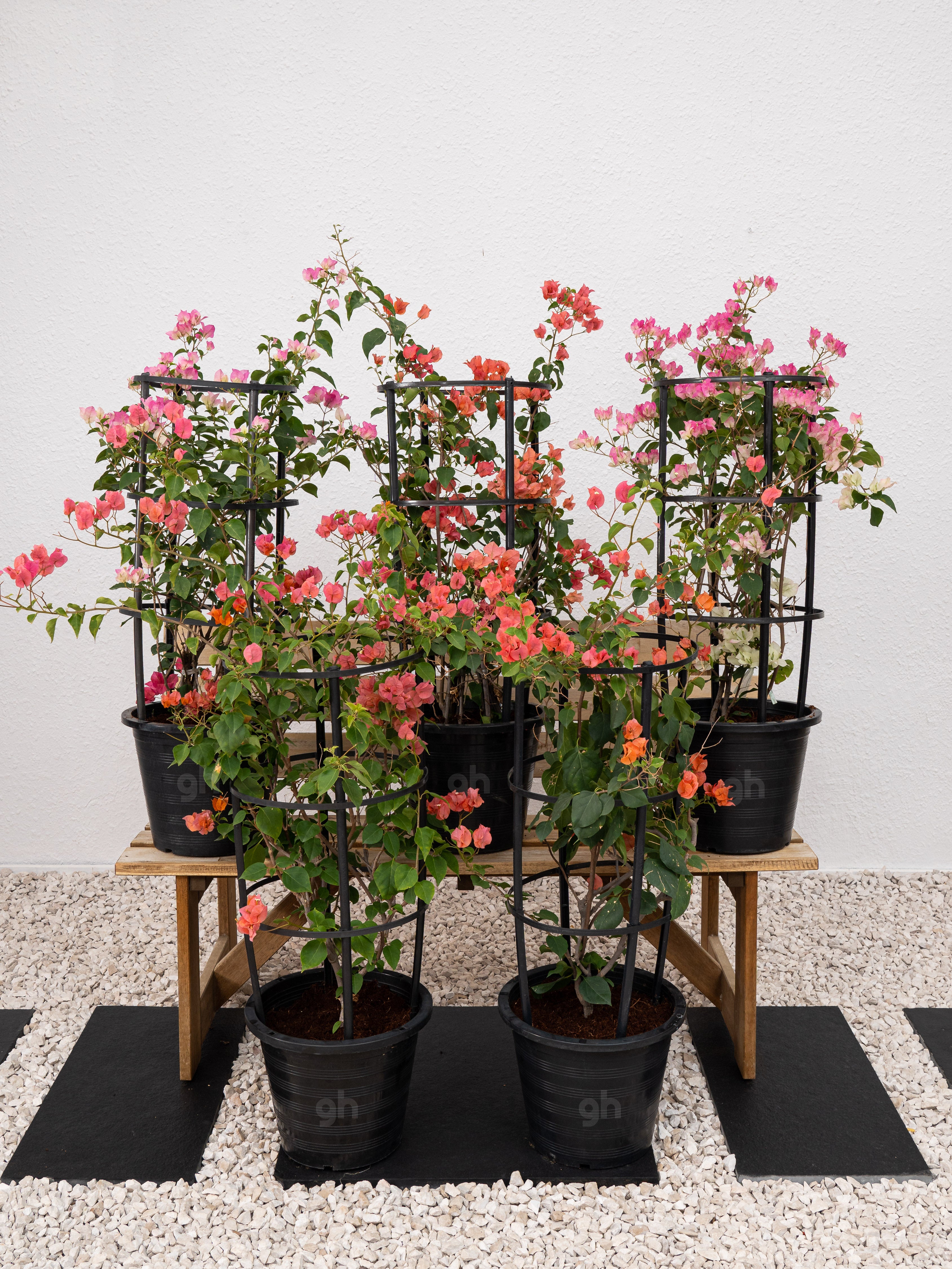 Bougainvillea