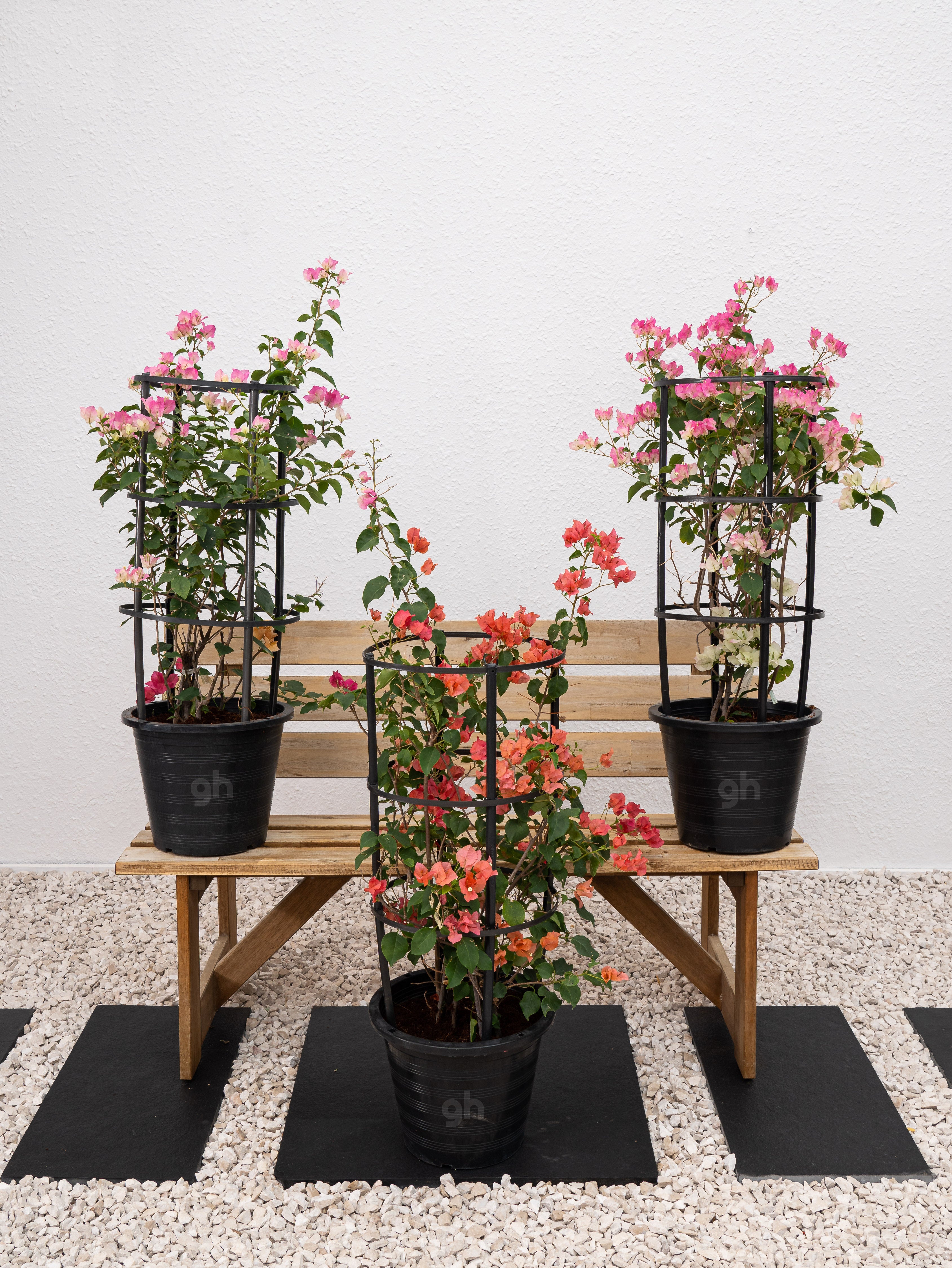 Bougainvillea