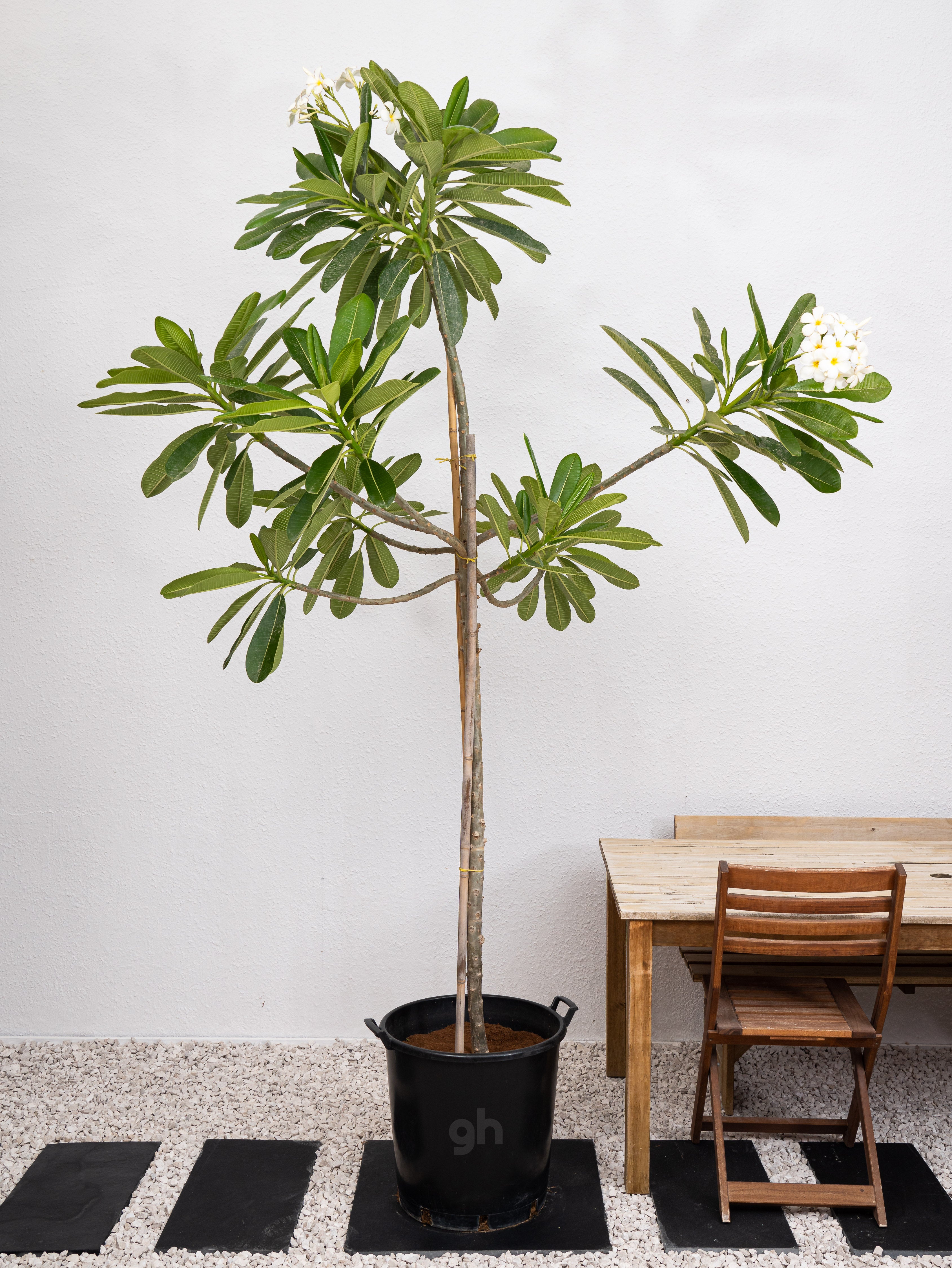 Frangipani Tree