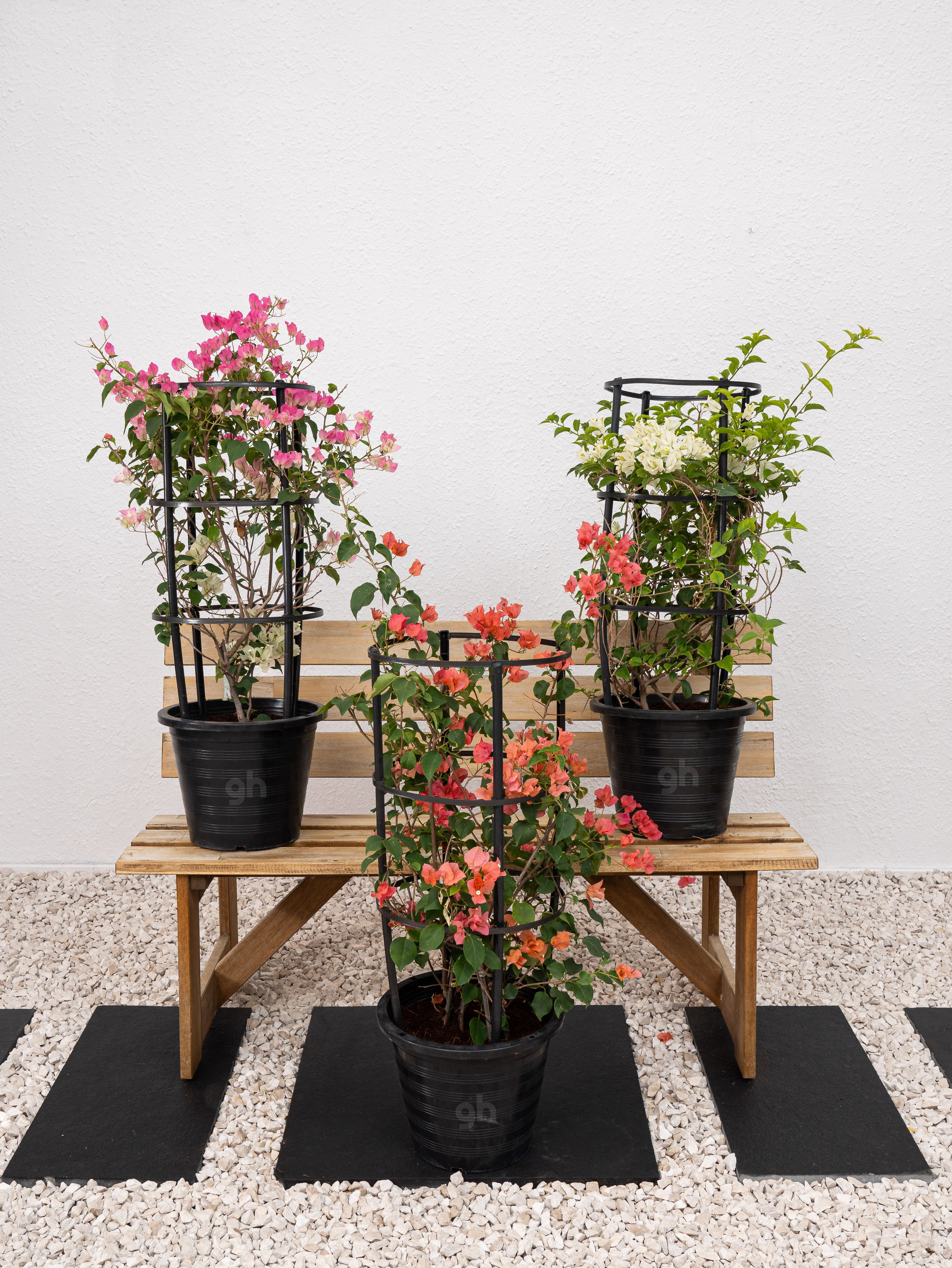 Bougainvillea Plant Bundle