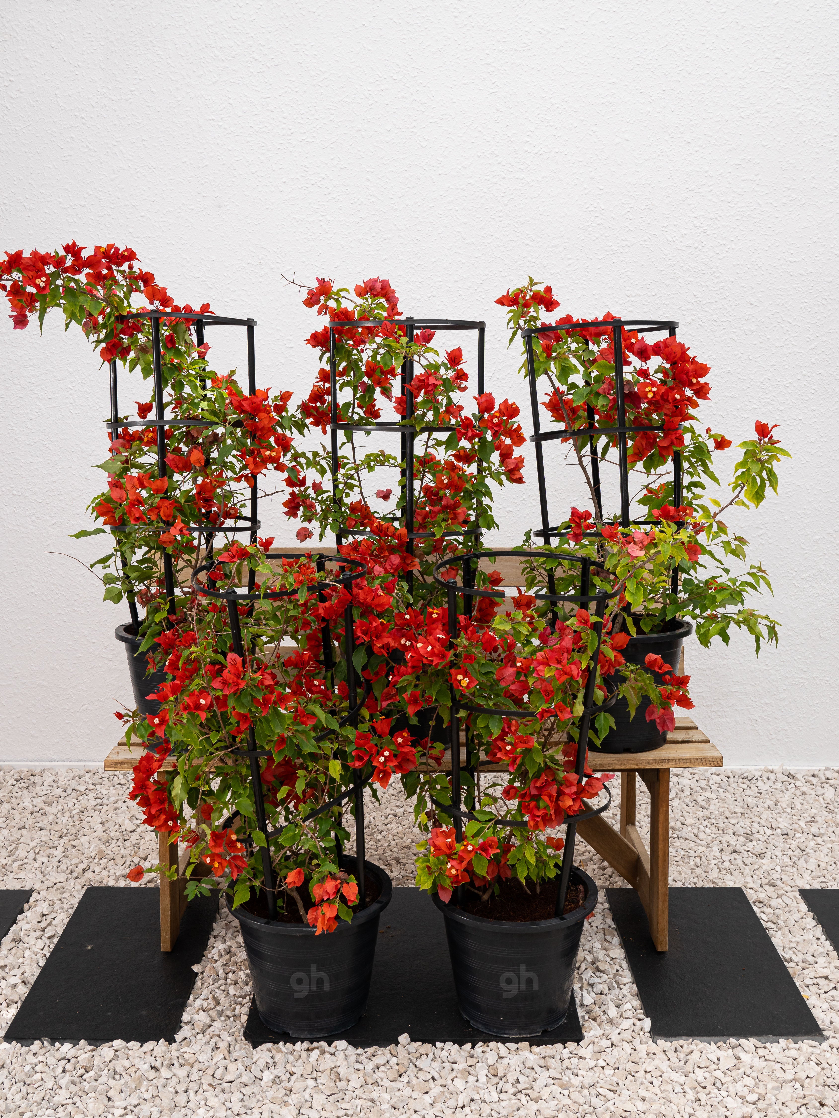 Bougainvillea Tomato Red