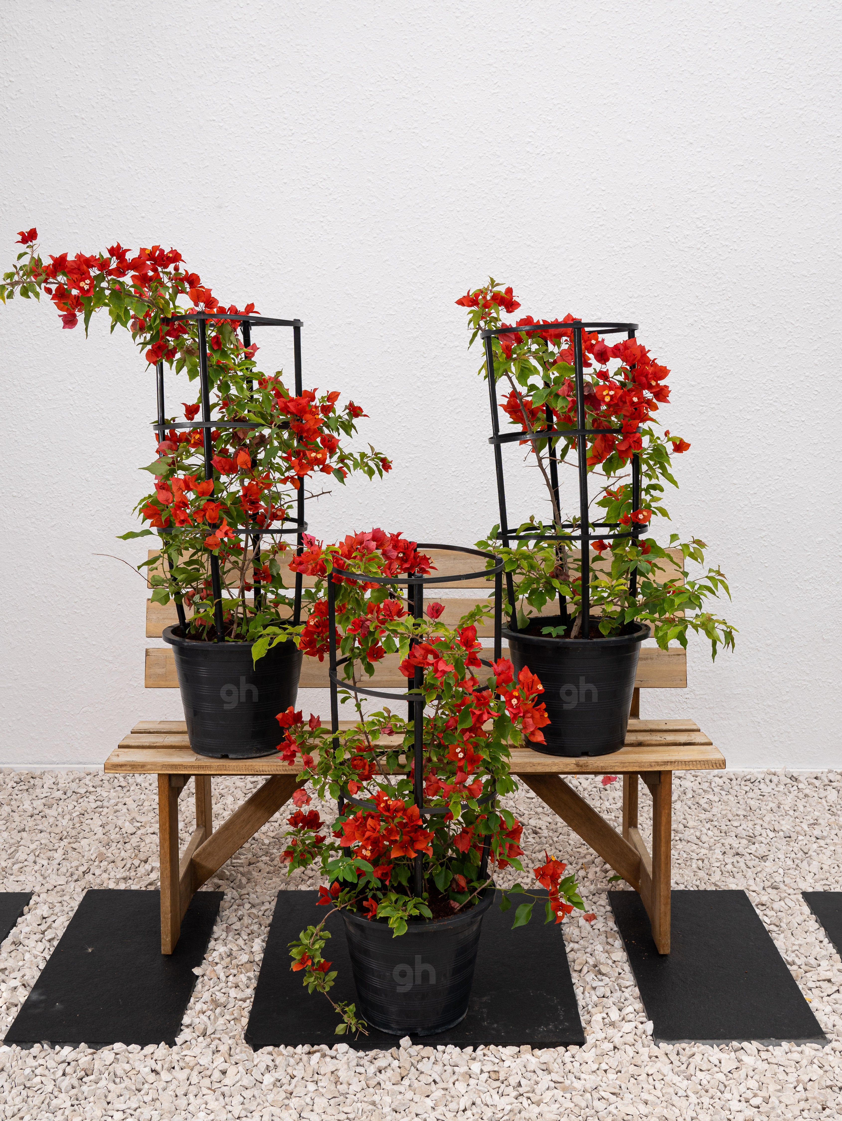 Bougainvillea Tomato Red