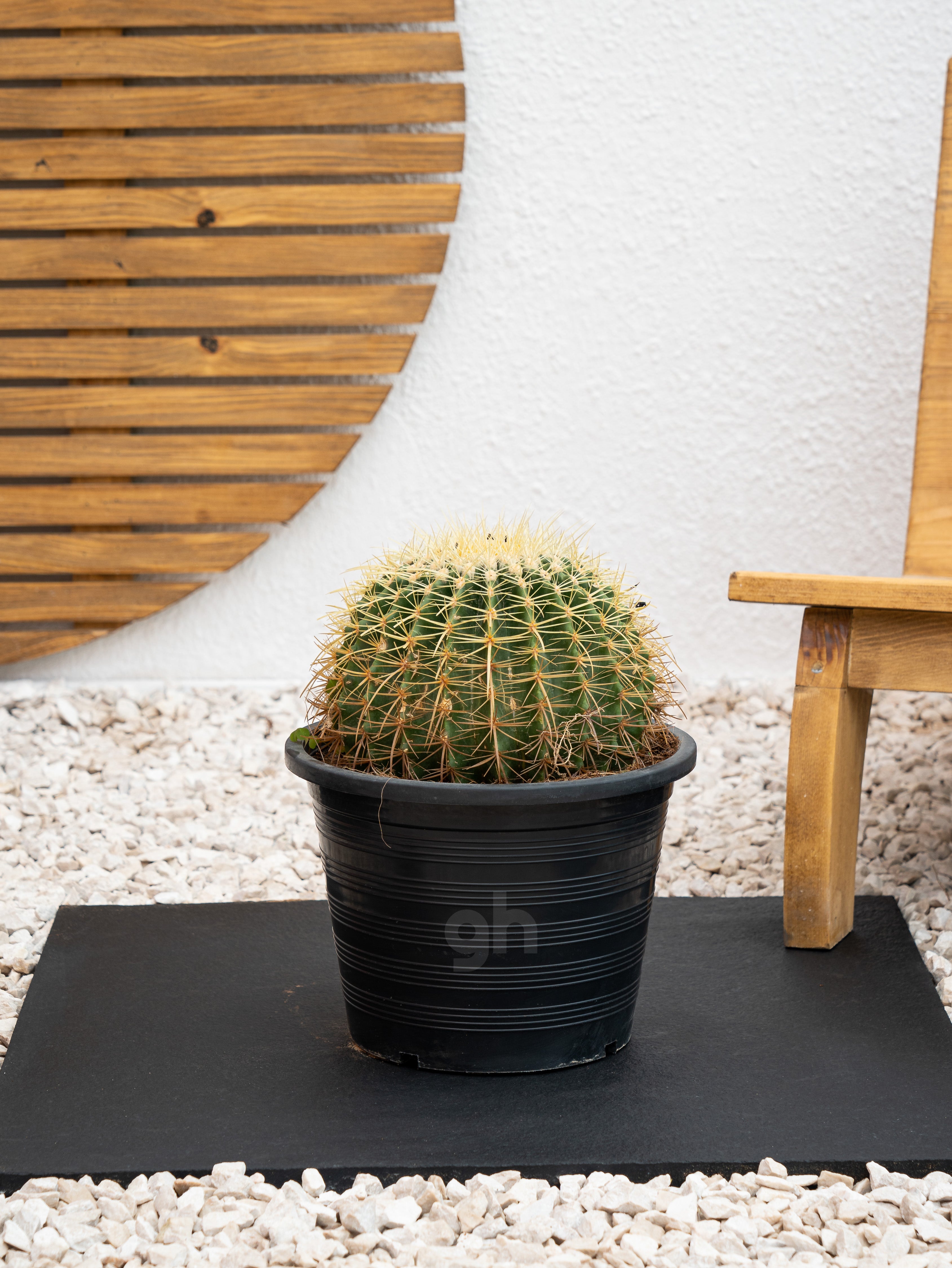 Golden Barrel Cactus