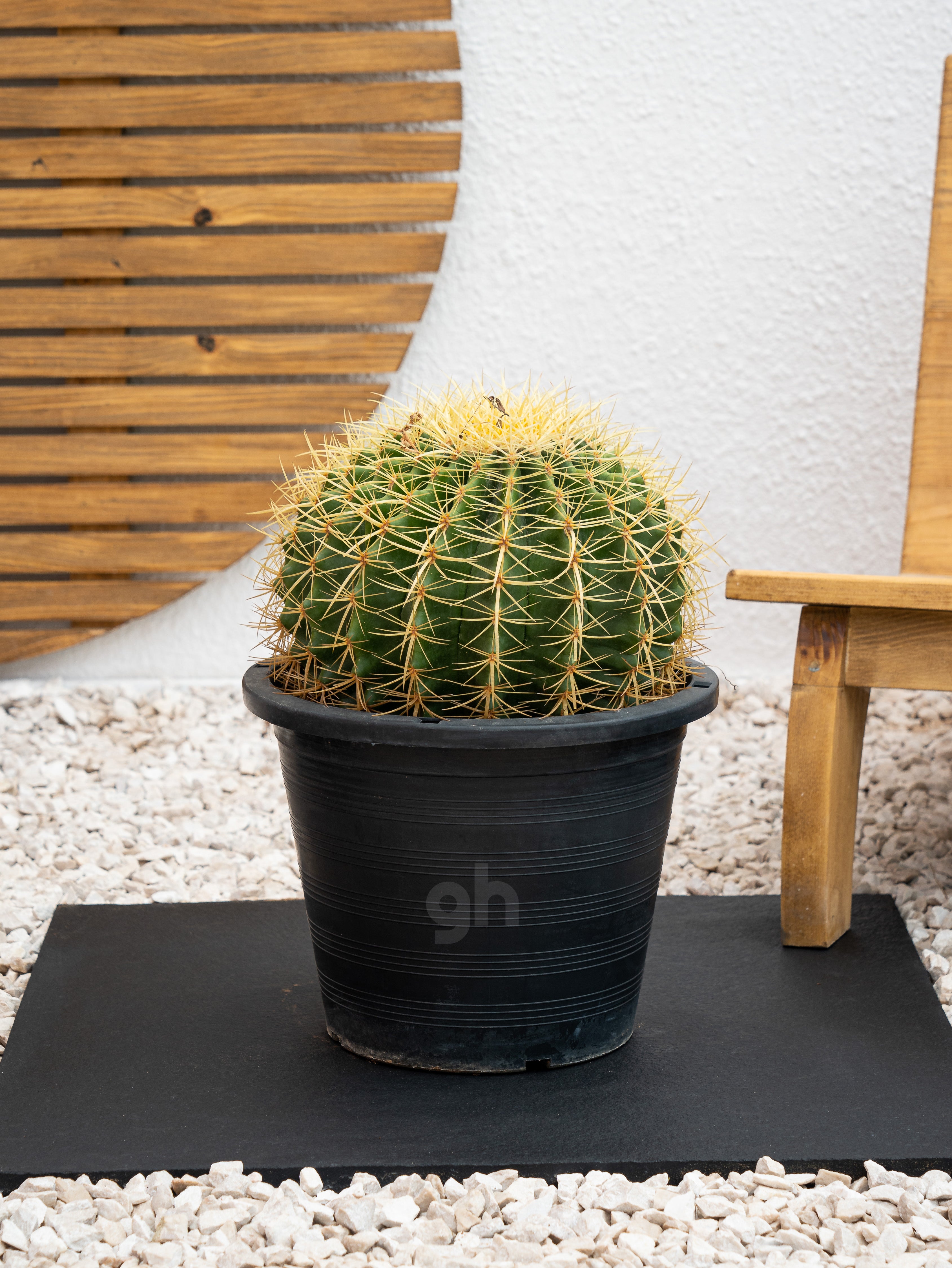 Golden Barrel Cactus