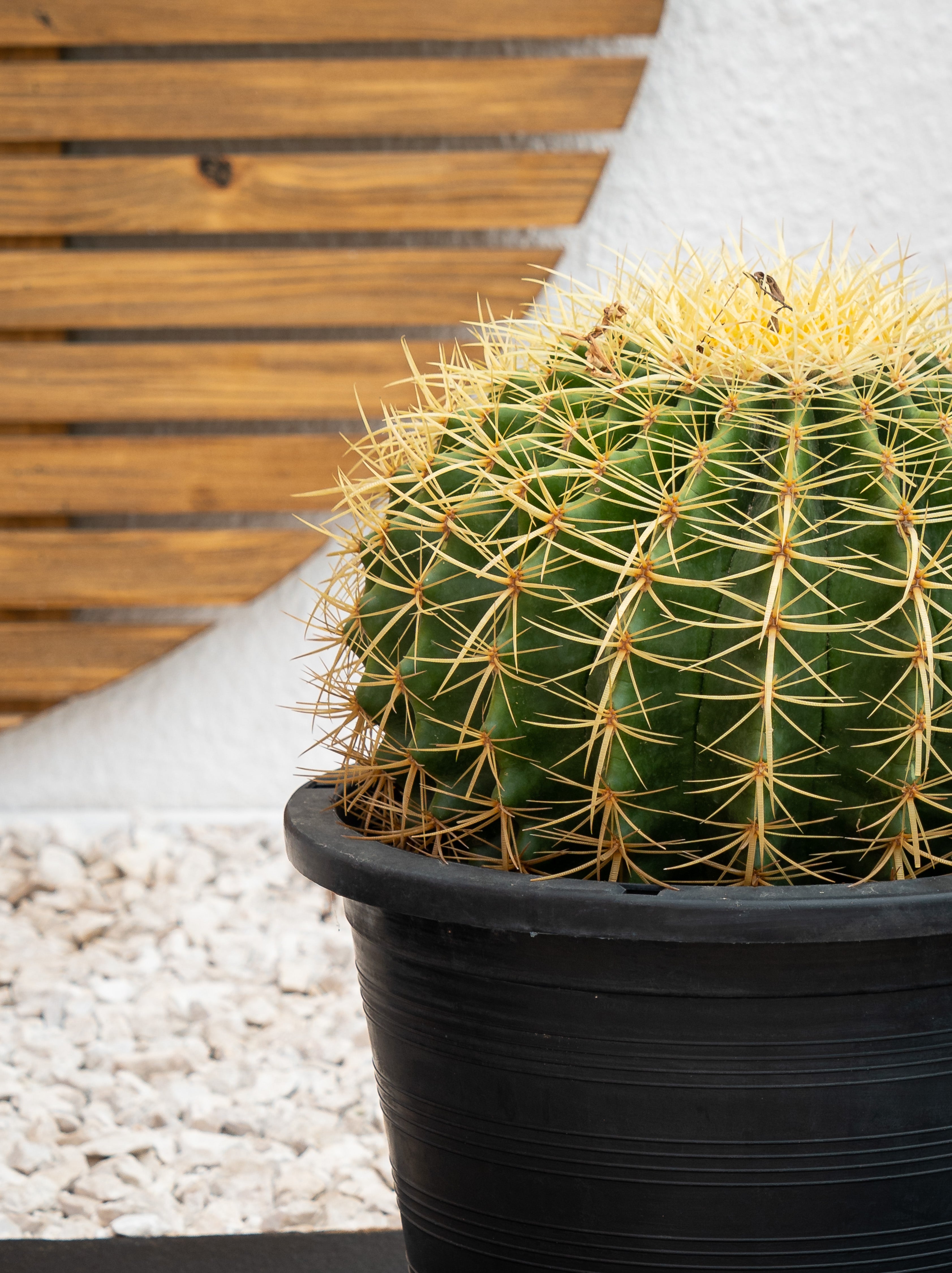 Golden Barrel Cactus