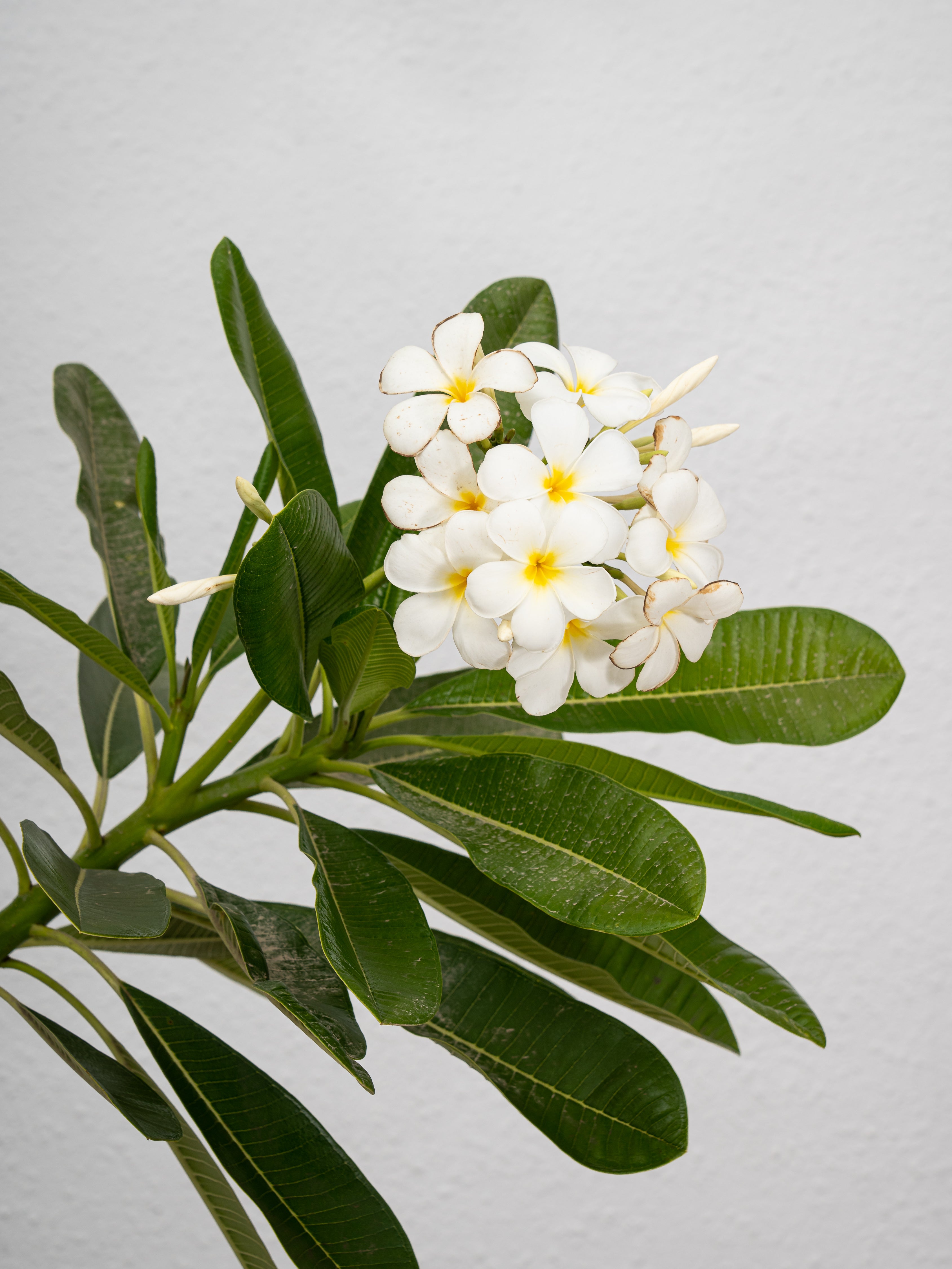 Frangipani Tree