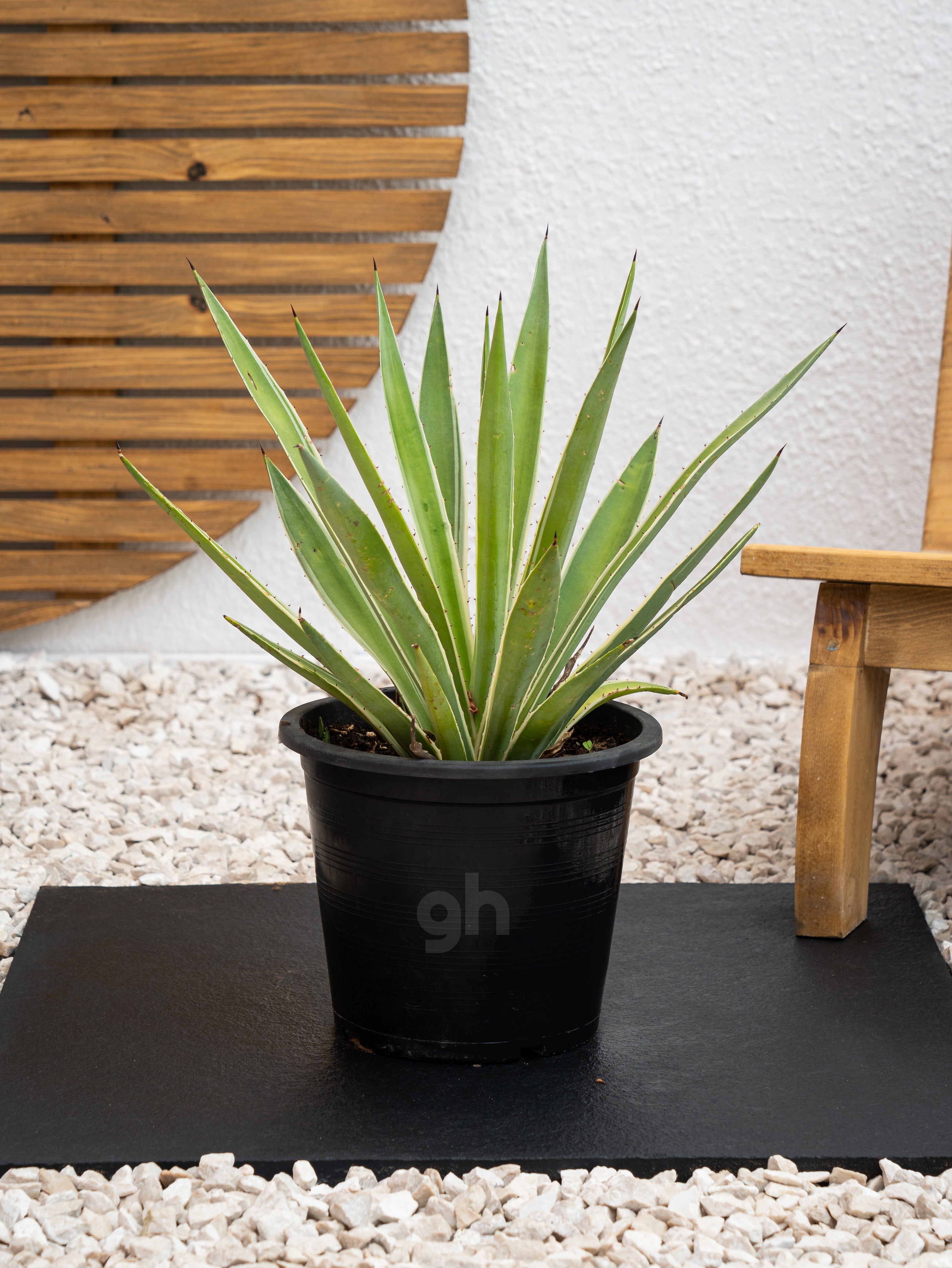 Variegated Agave