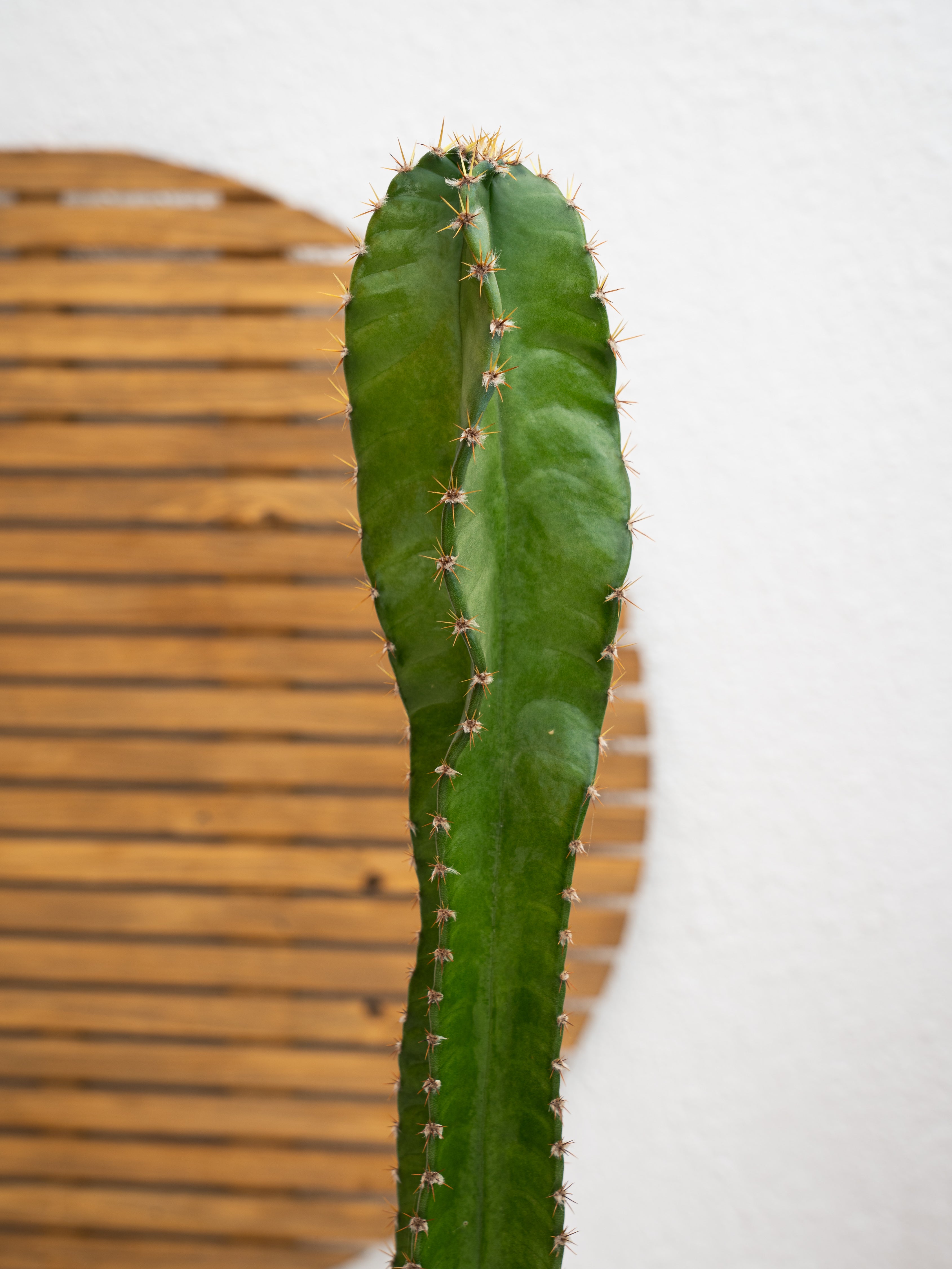 Peruvian Apple Cactus