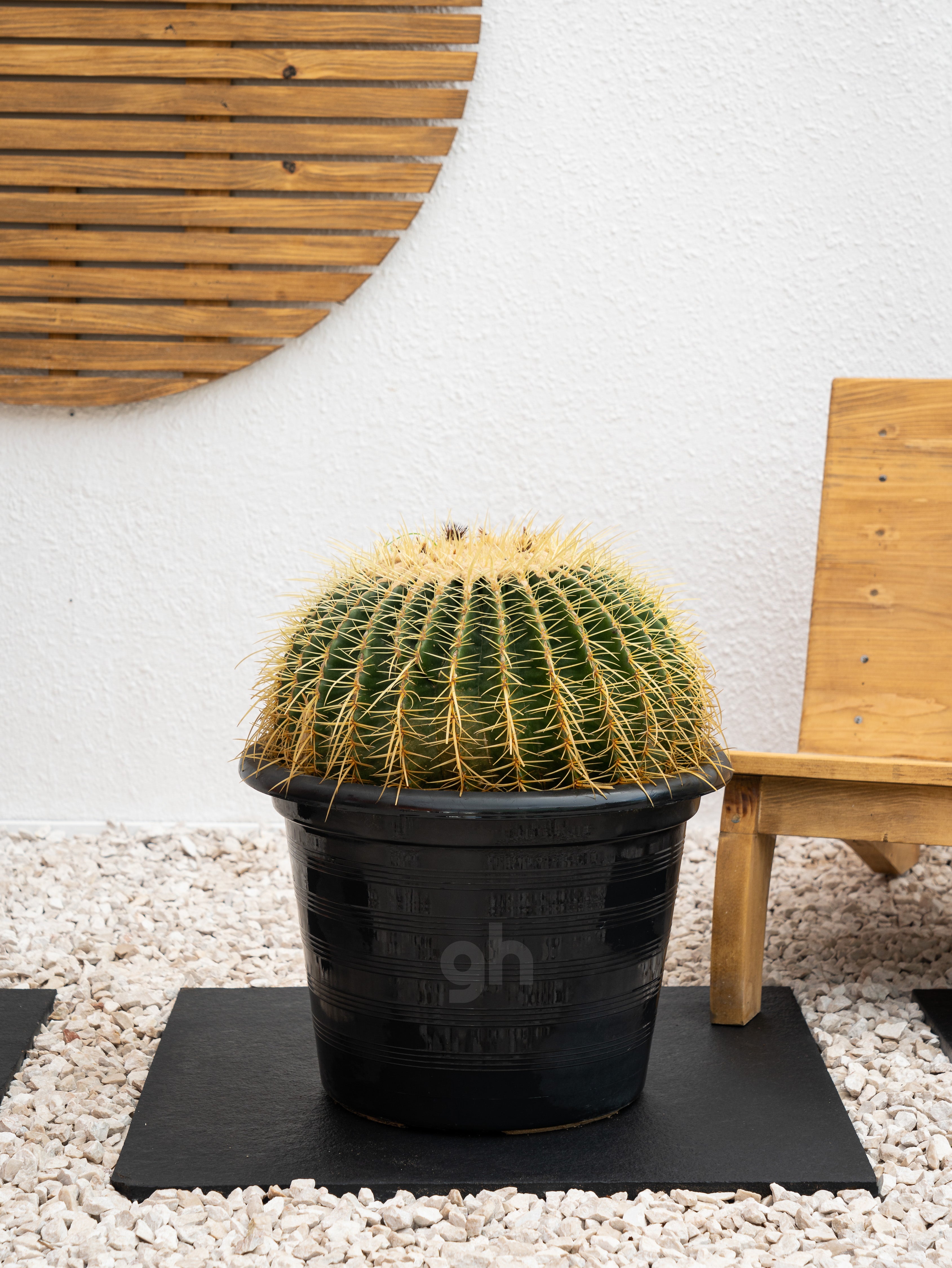 Golden Barrel Cactus