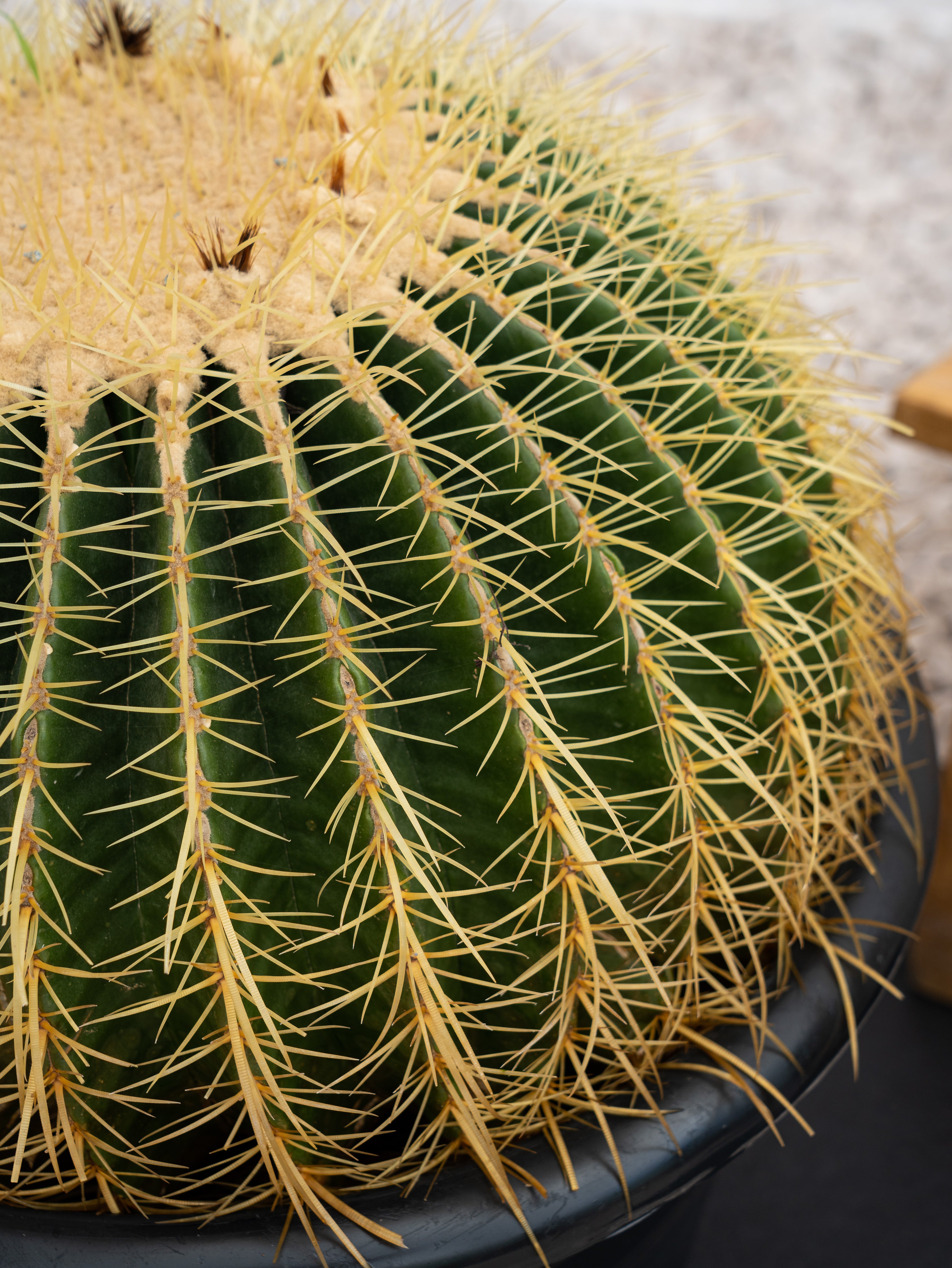 Golden Barrel Cactus