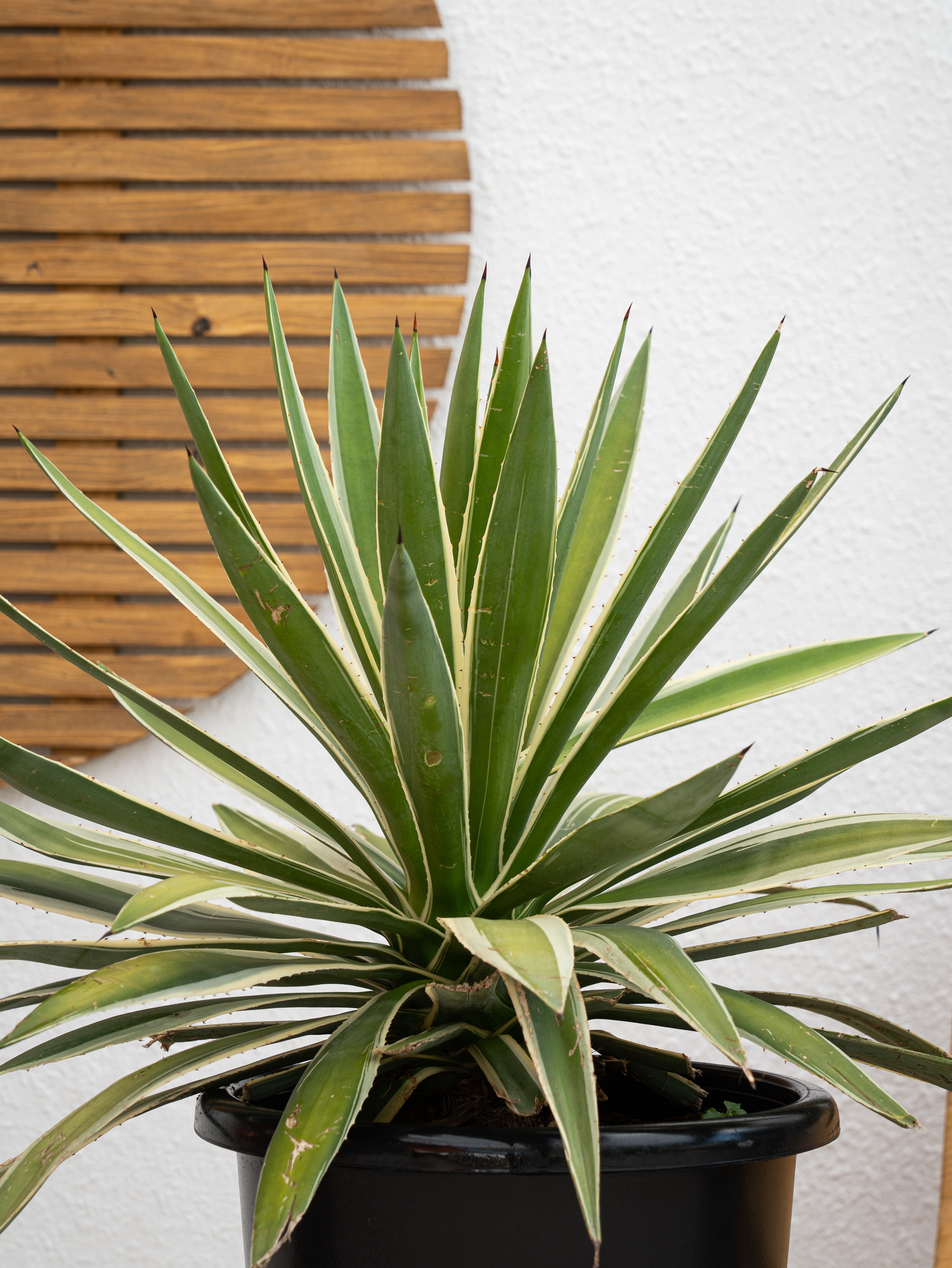 Variegated Agave