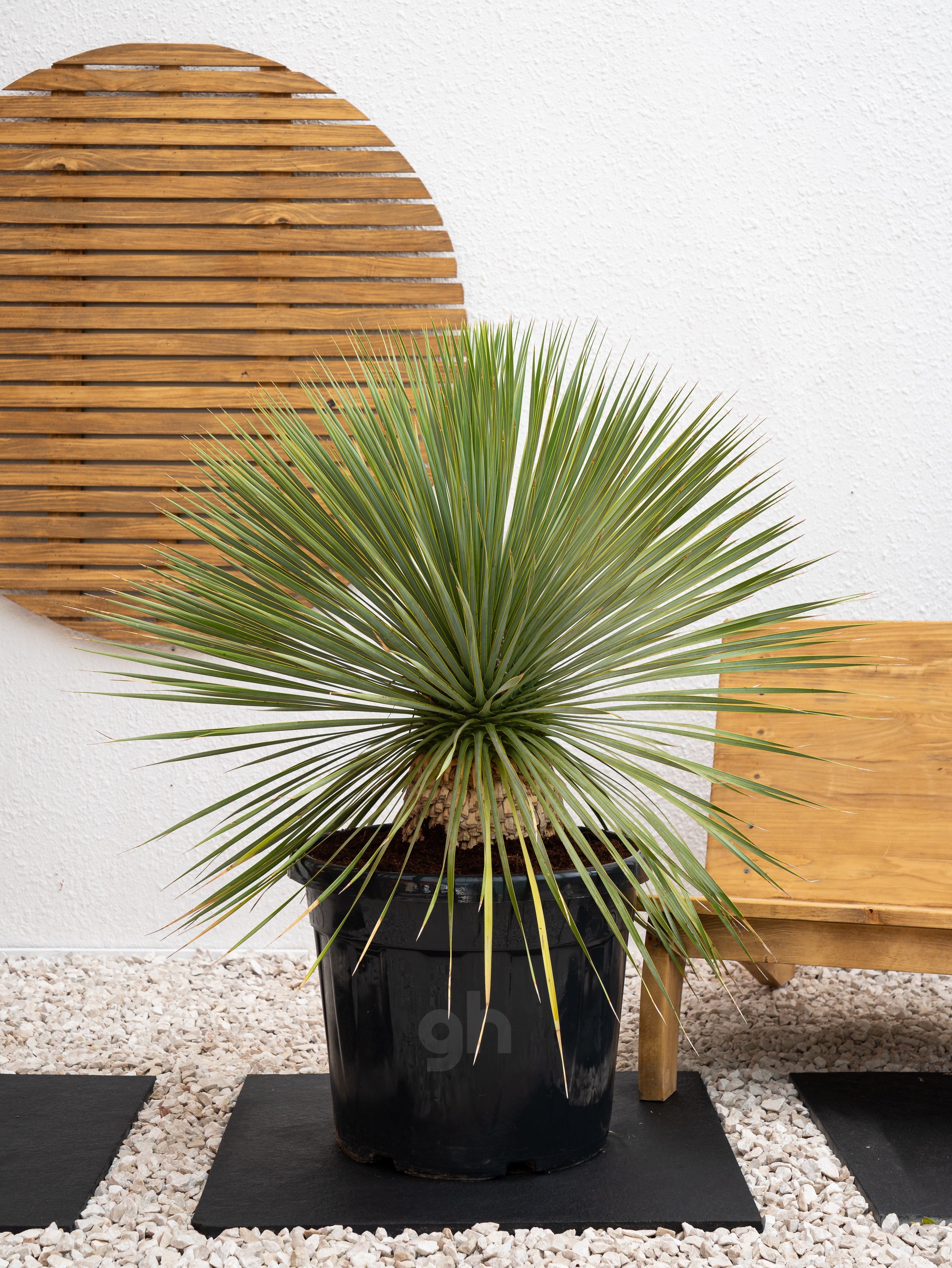 Beaked Yucca
